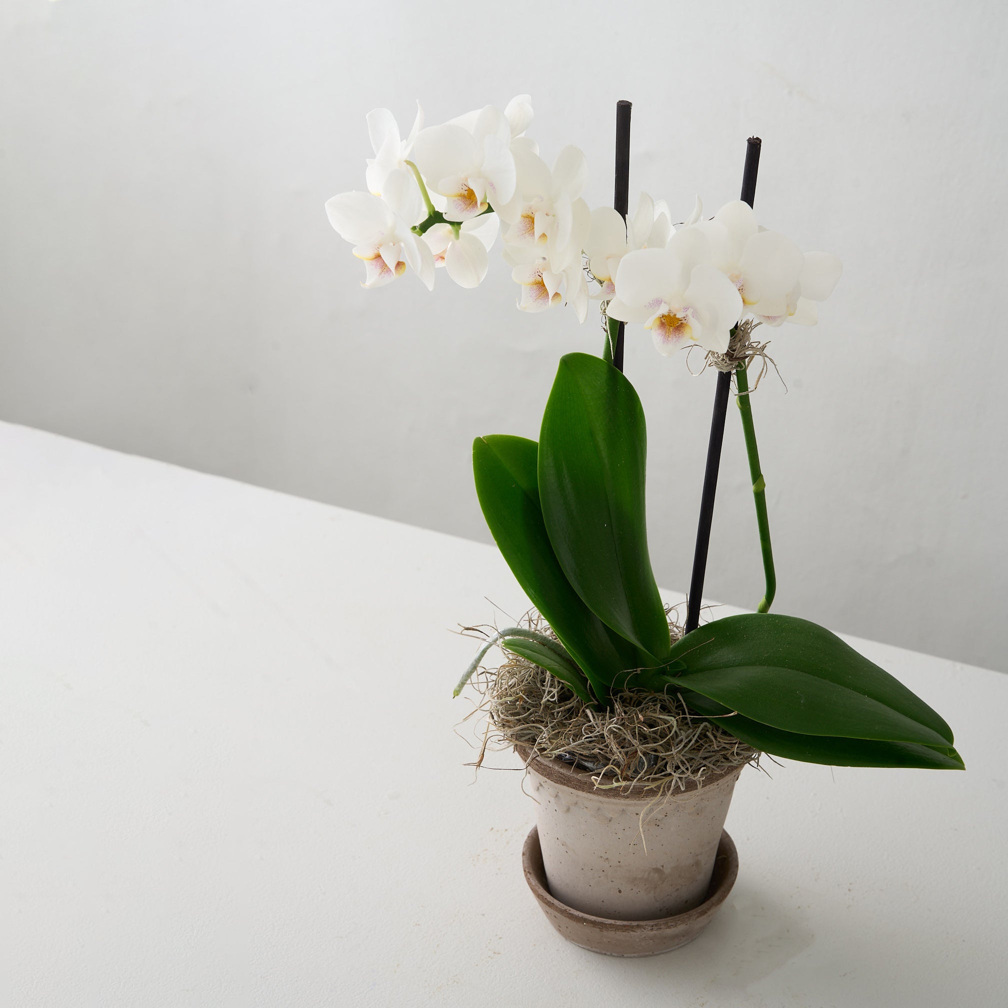 Orchidée Bergs No.1