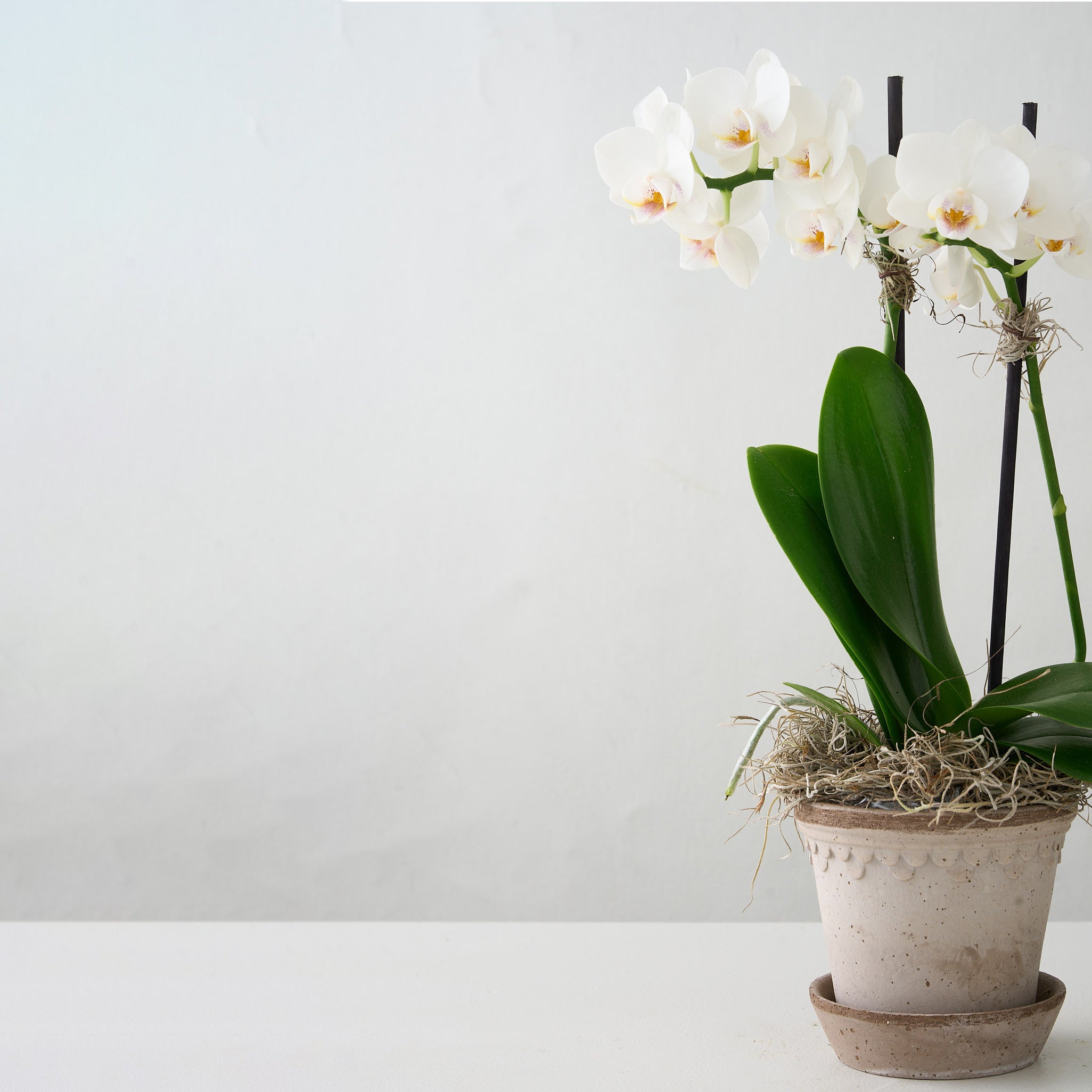 Orchidée Bergs No.1