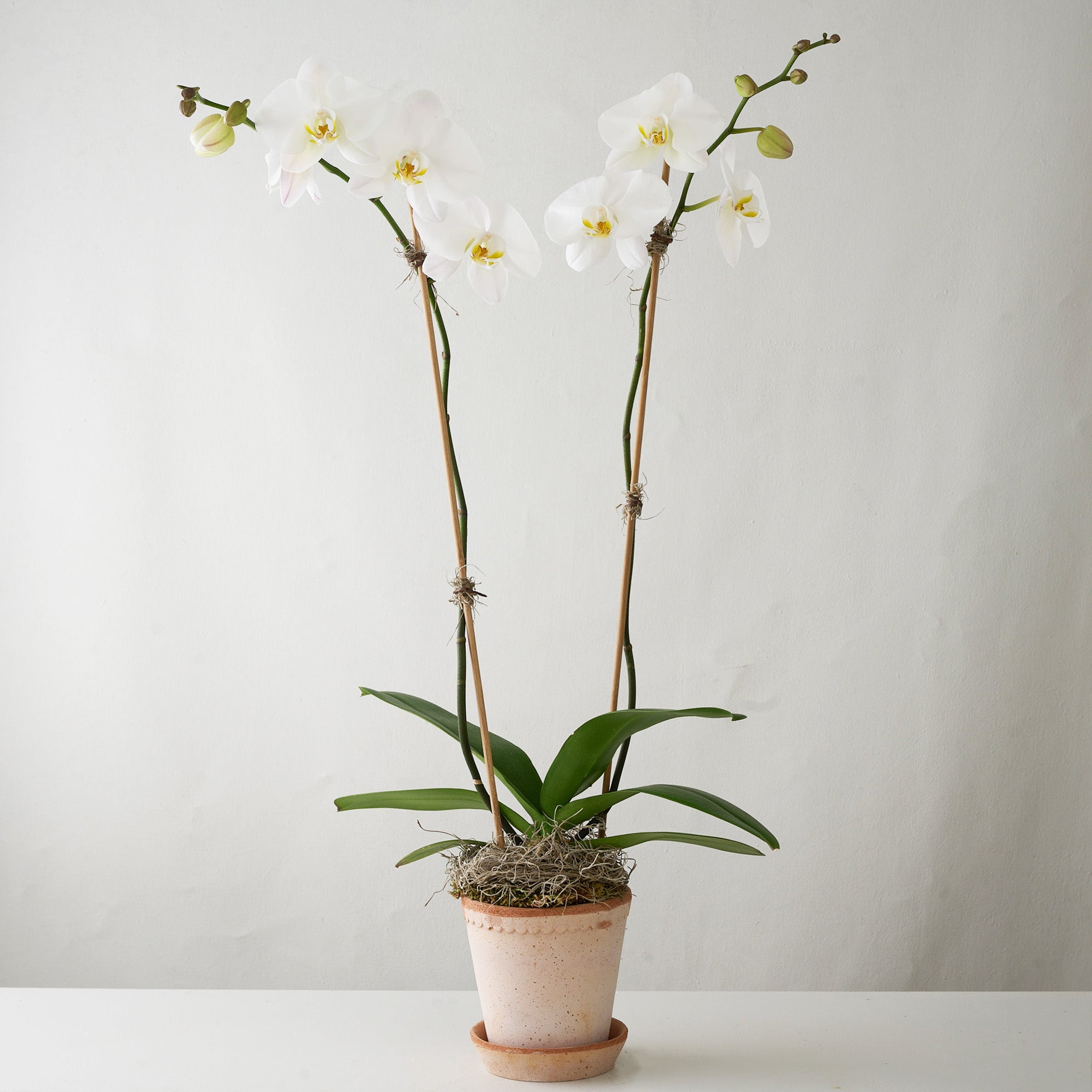 Bergs Orchid No.1