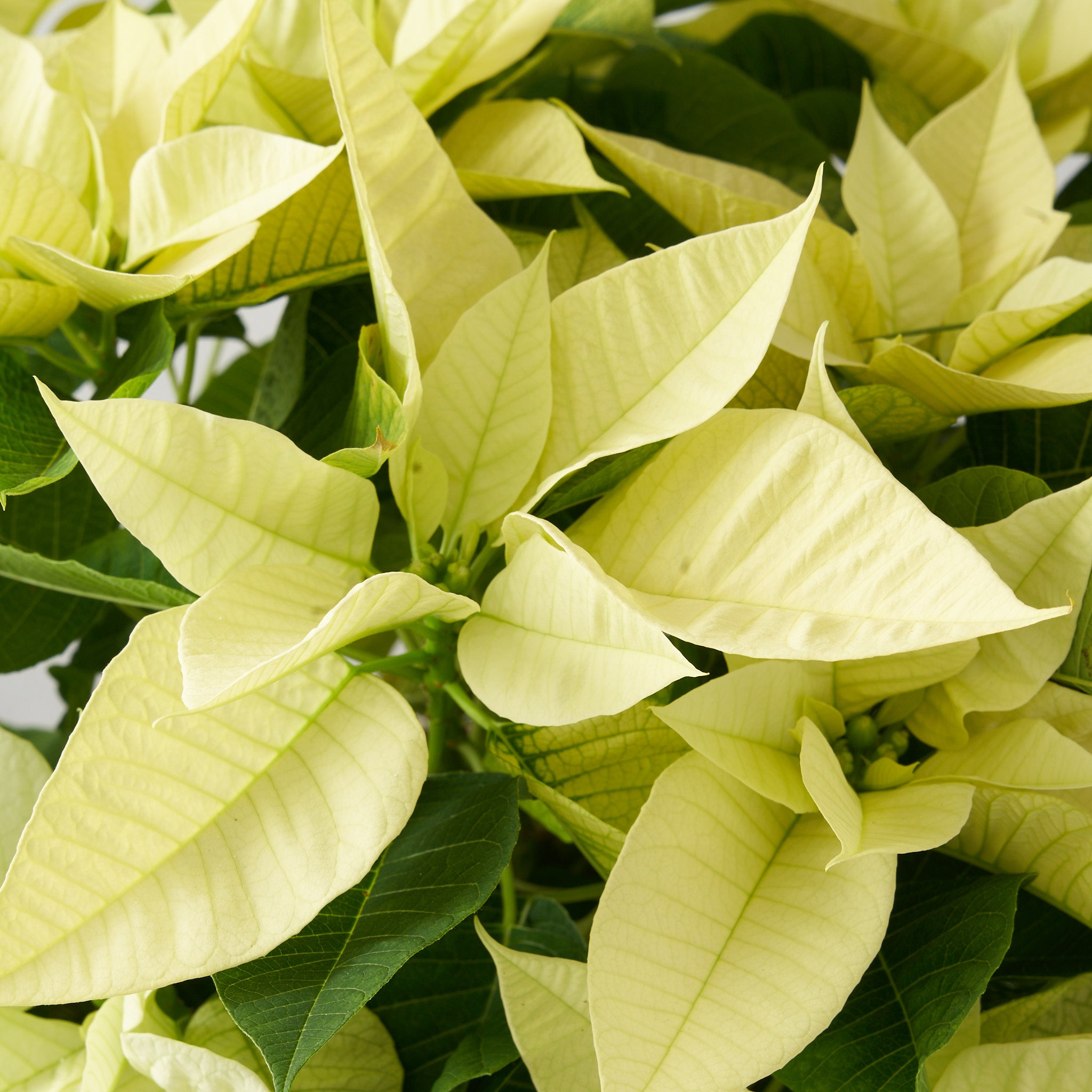 Closeup of white poinsettia.