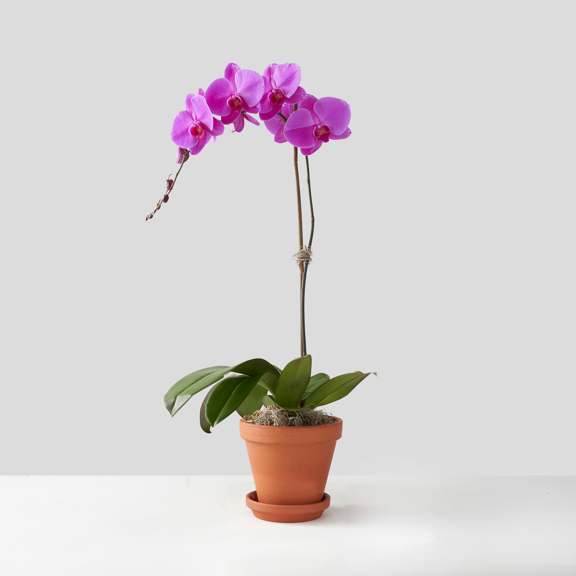 Fuchsia pink phalaenopsis orchid plant in clay pte with saucer centered on white background.