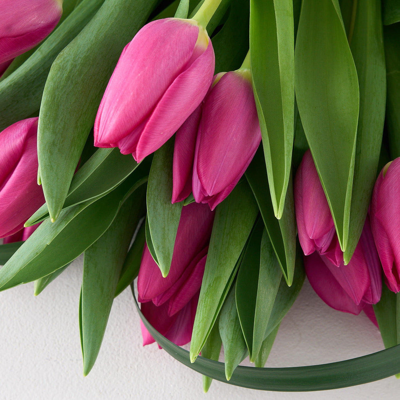 Monkland (Tulipes roses)