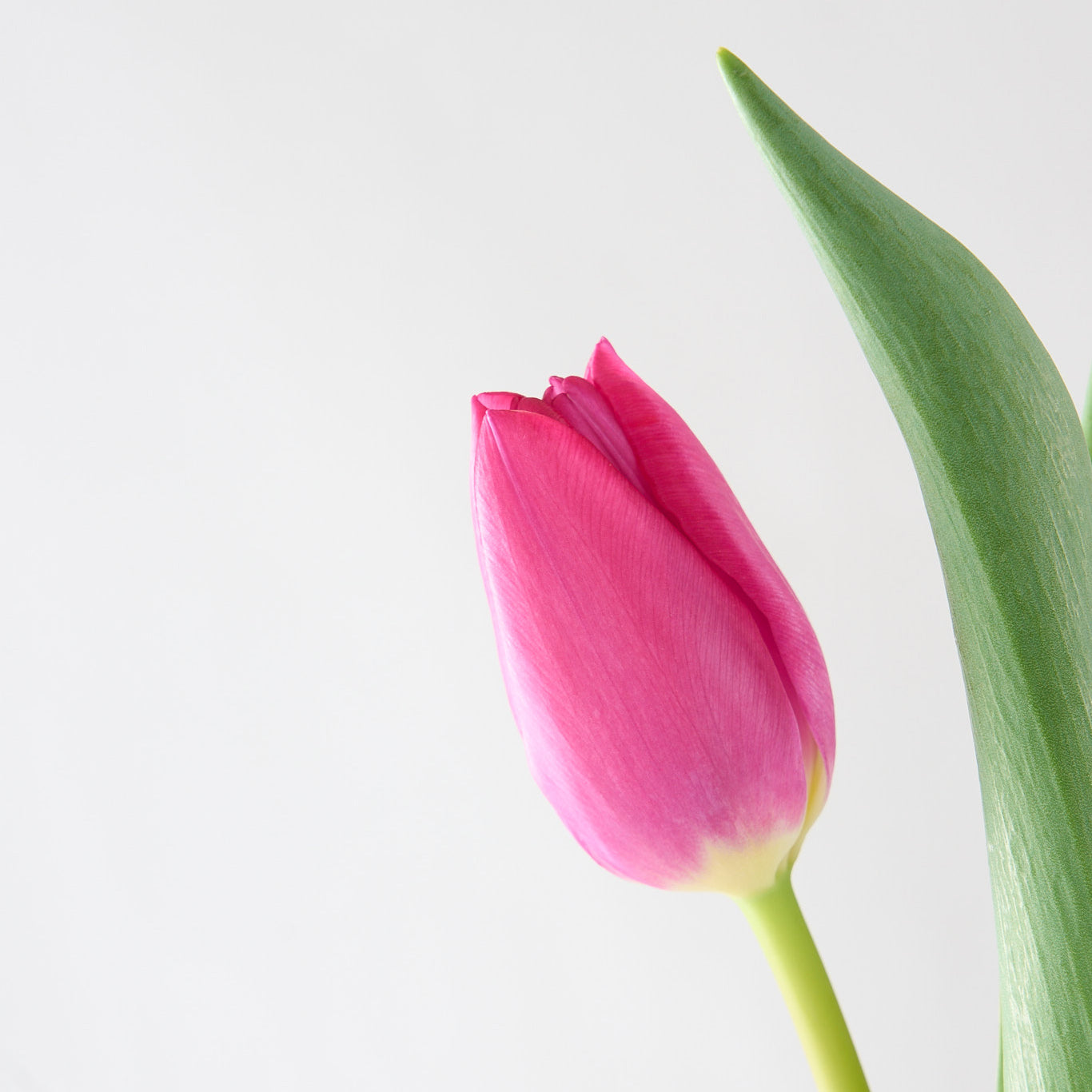 Hingston (Hot pink tulips)