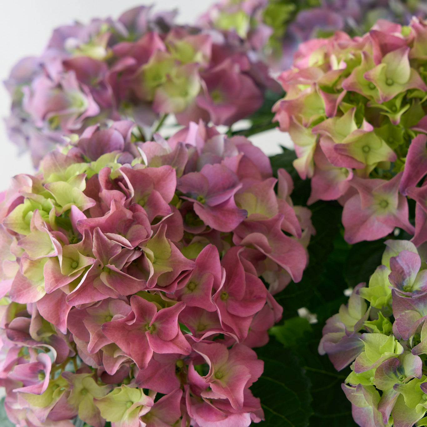 Purple Hydrangea