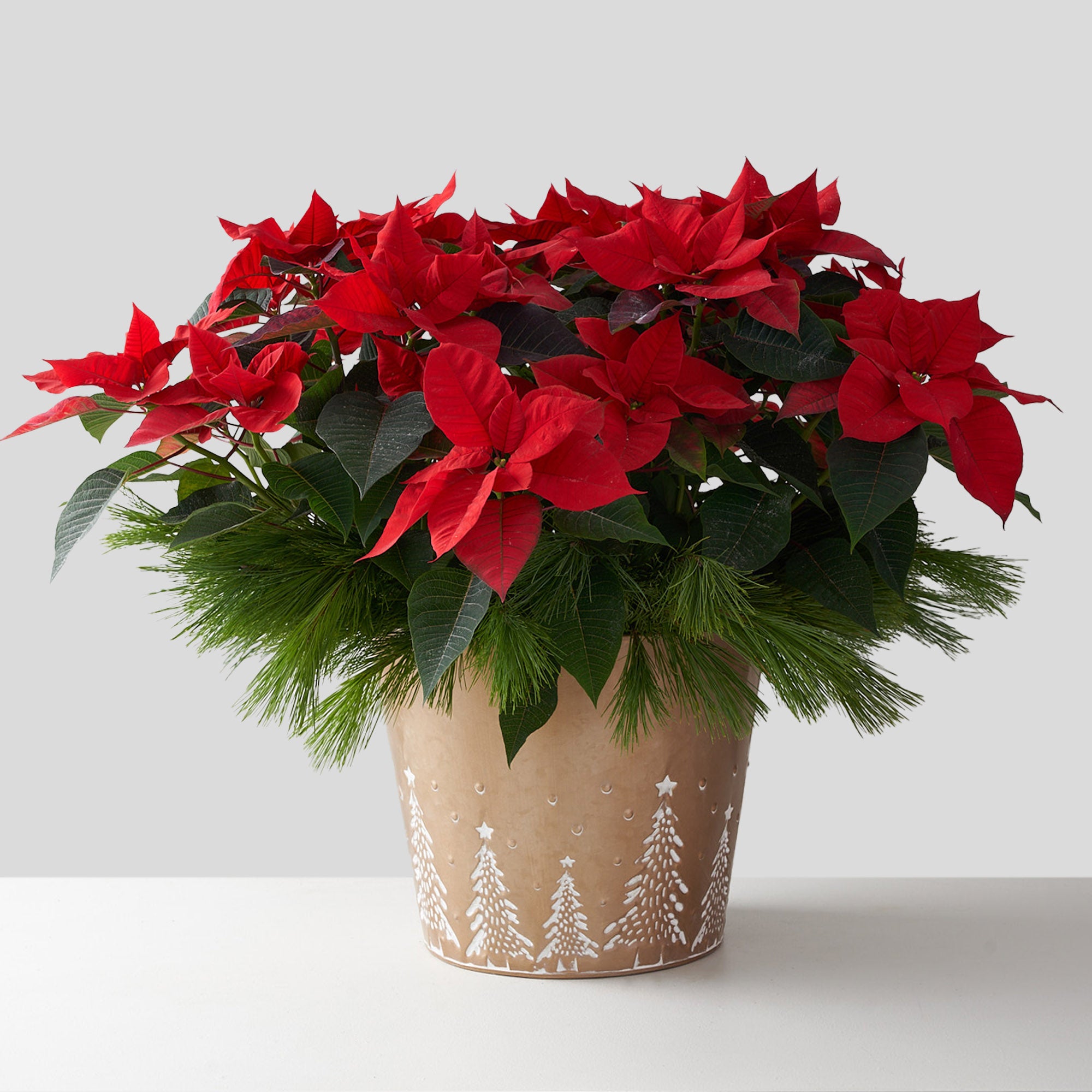 Red Poinsettia (Large)