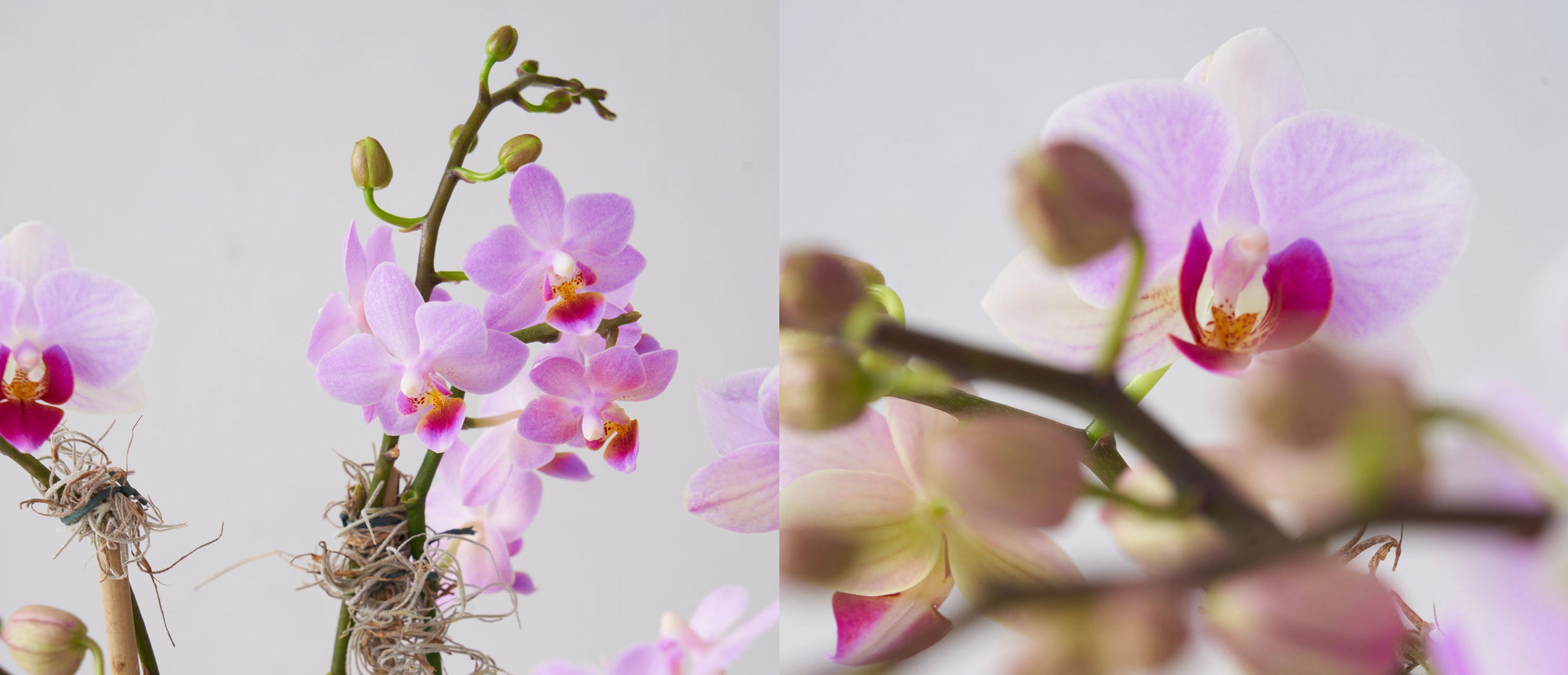 Laval Florist