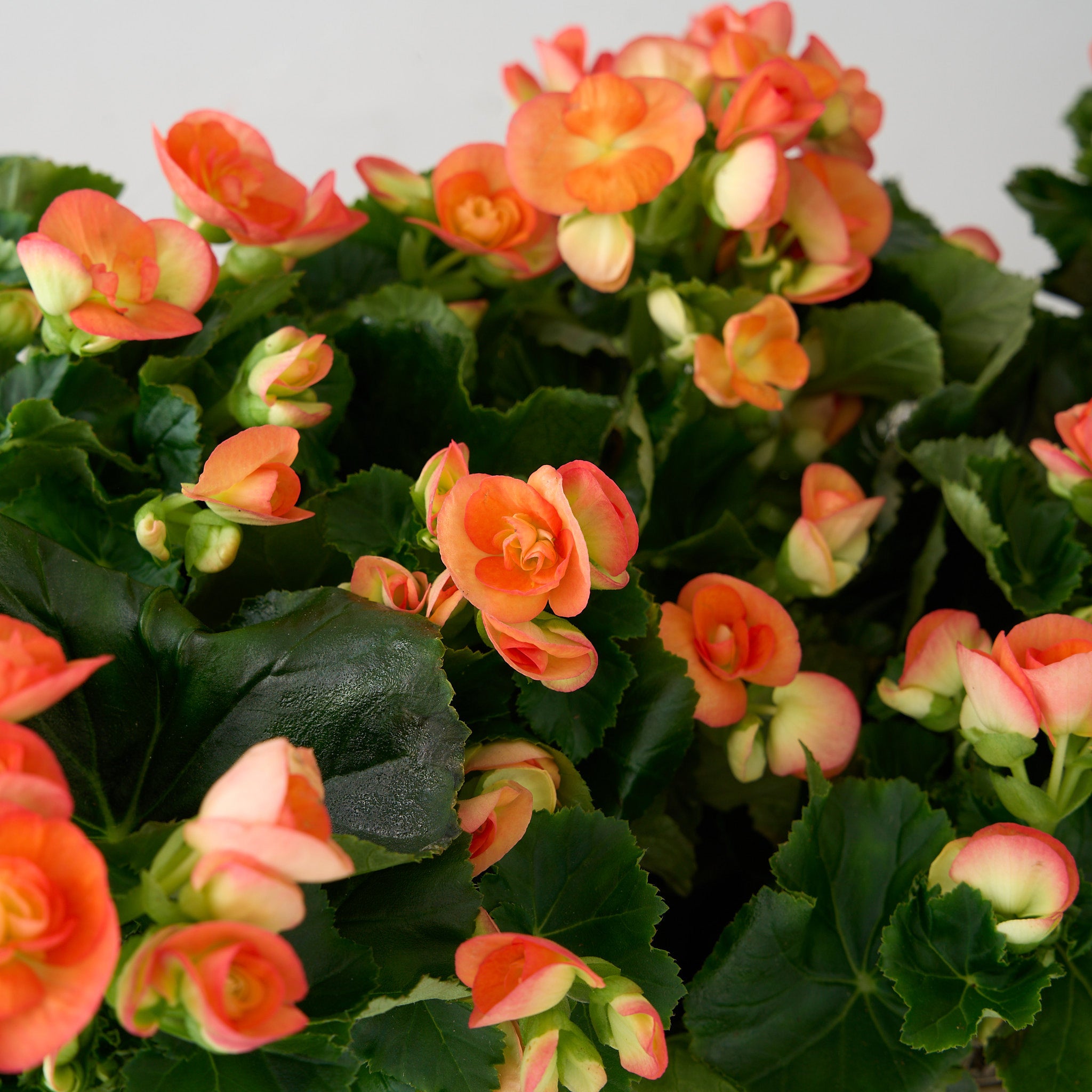 Orange Begonia in Wooden Box