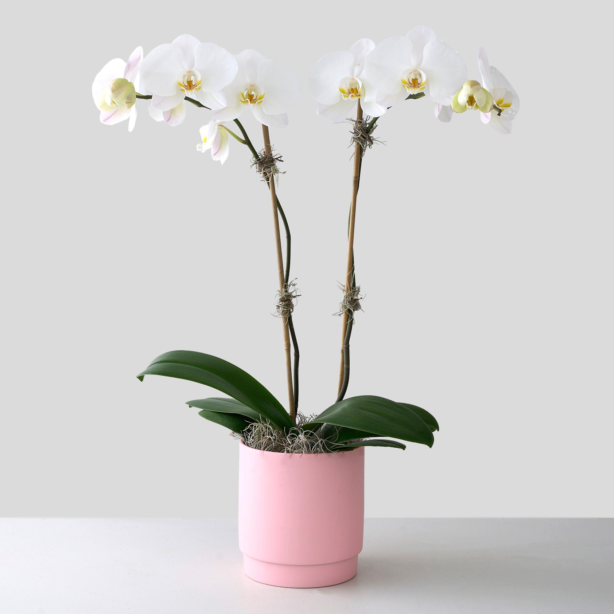 White Orchid in Pink Pot
