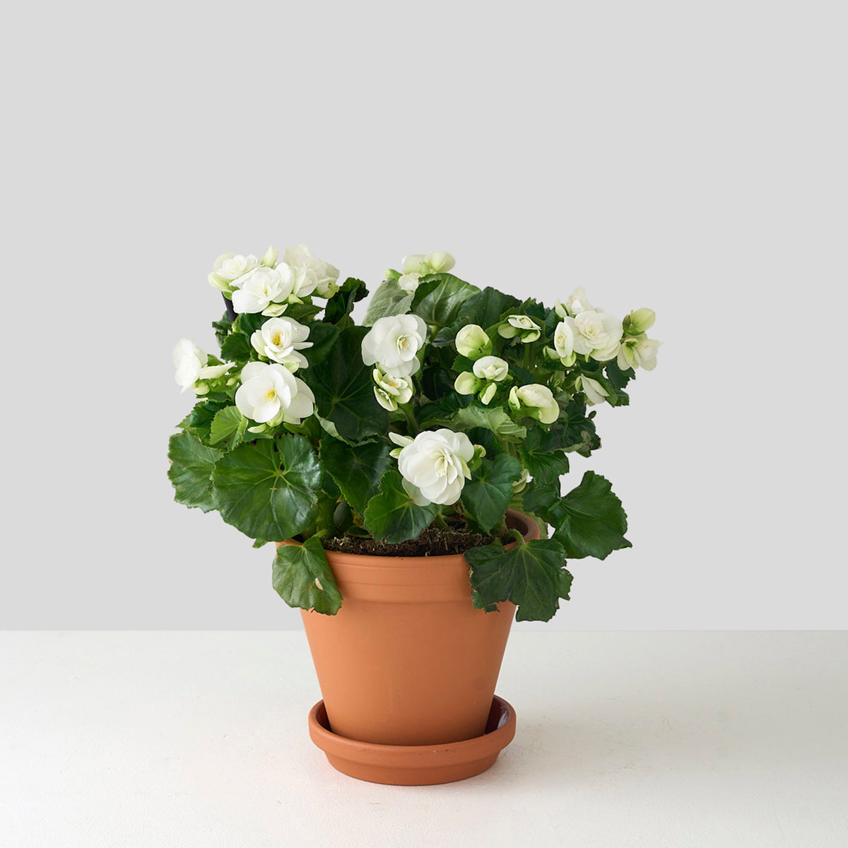 Petite White Begonia