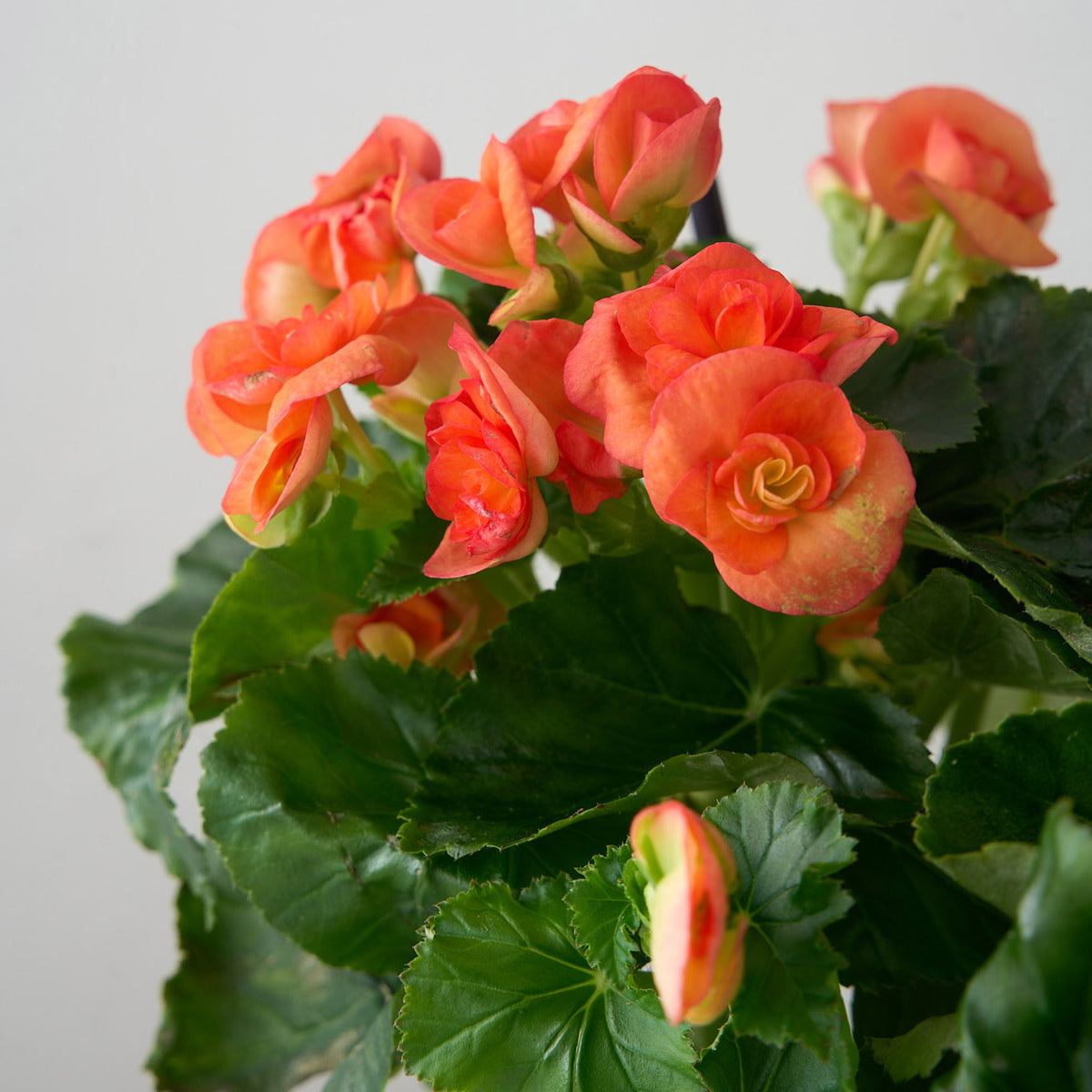 Petite Orange Begonia