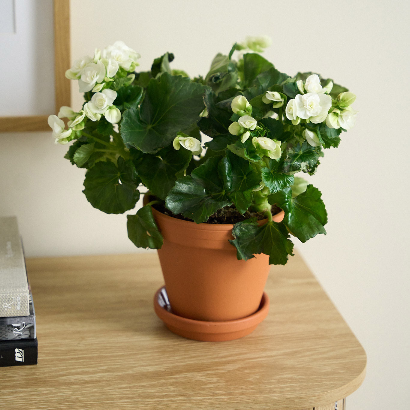 Petite White Begonia