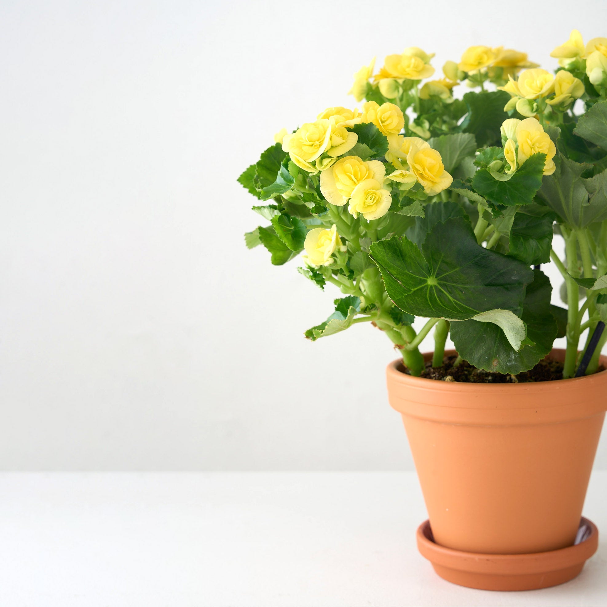 Petite Yellow Begonia