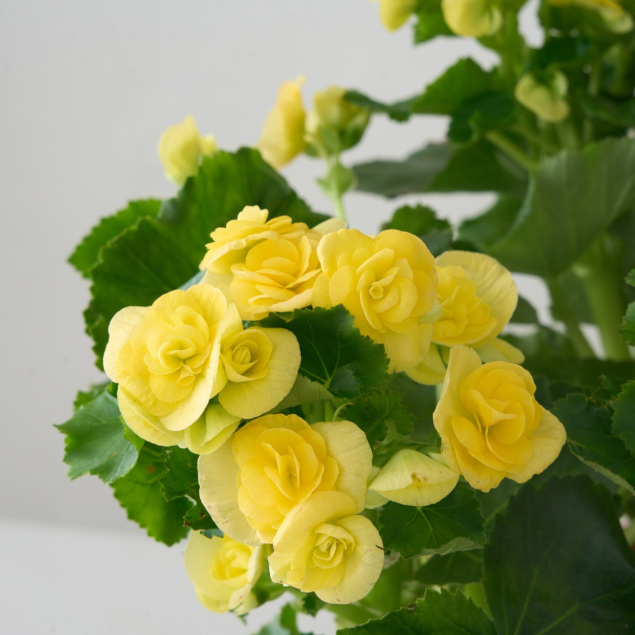 Petite Yellow Begonia