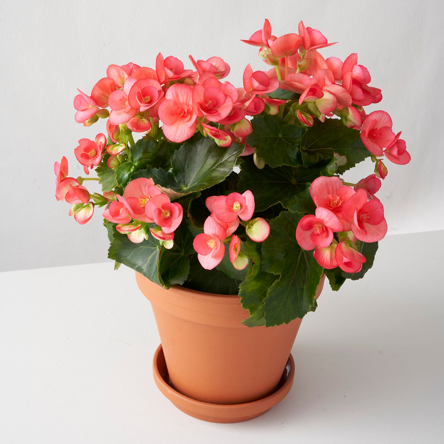 Coral pink hydrangea in claypot, centered on white background.