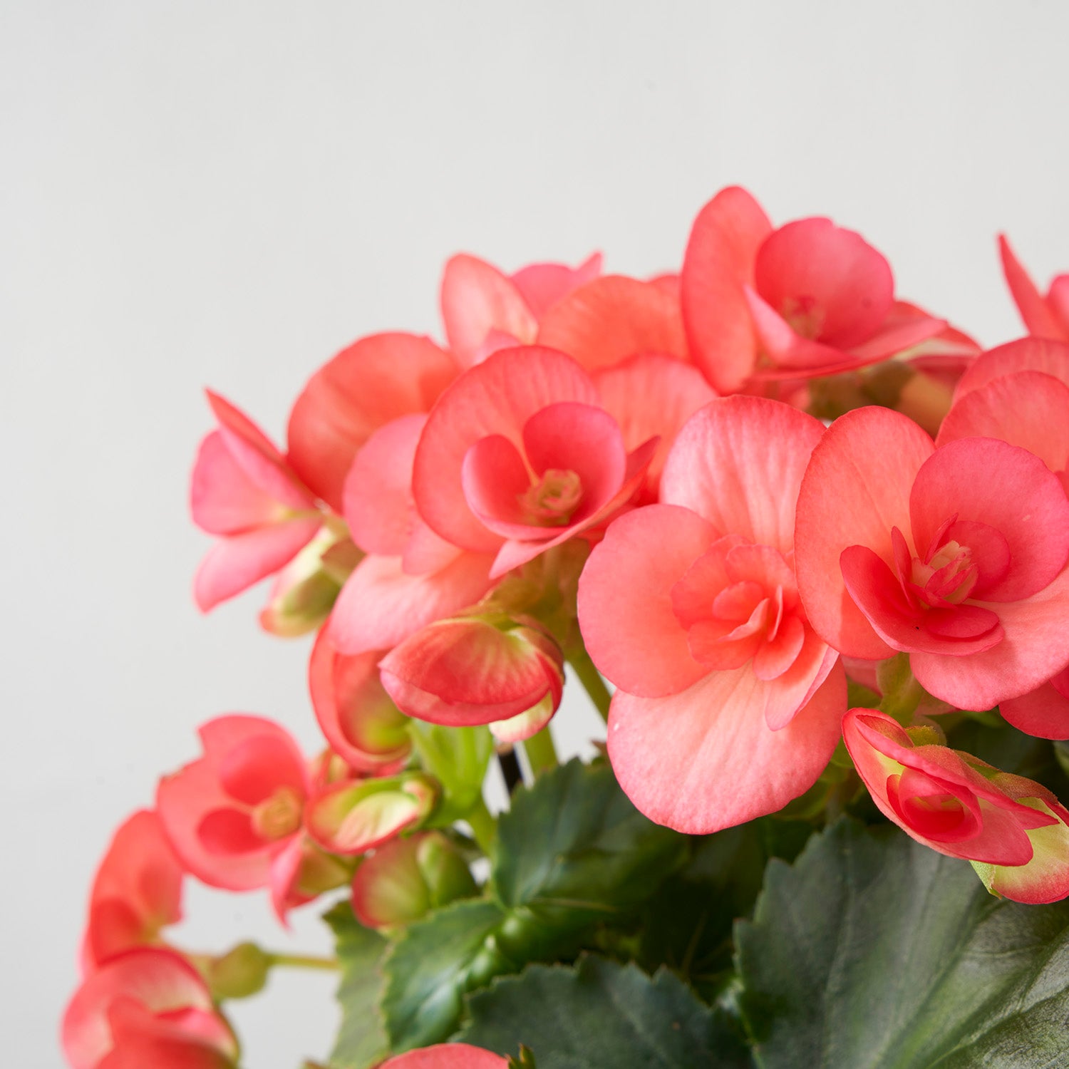 Closeup of coral pink begonia.