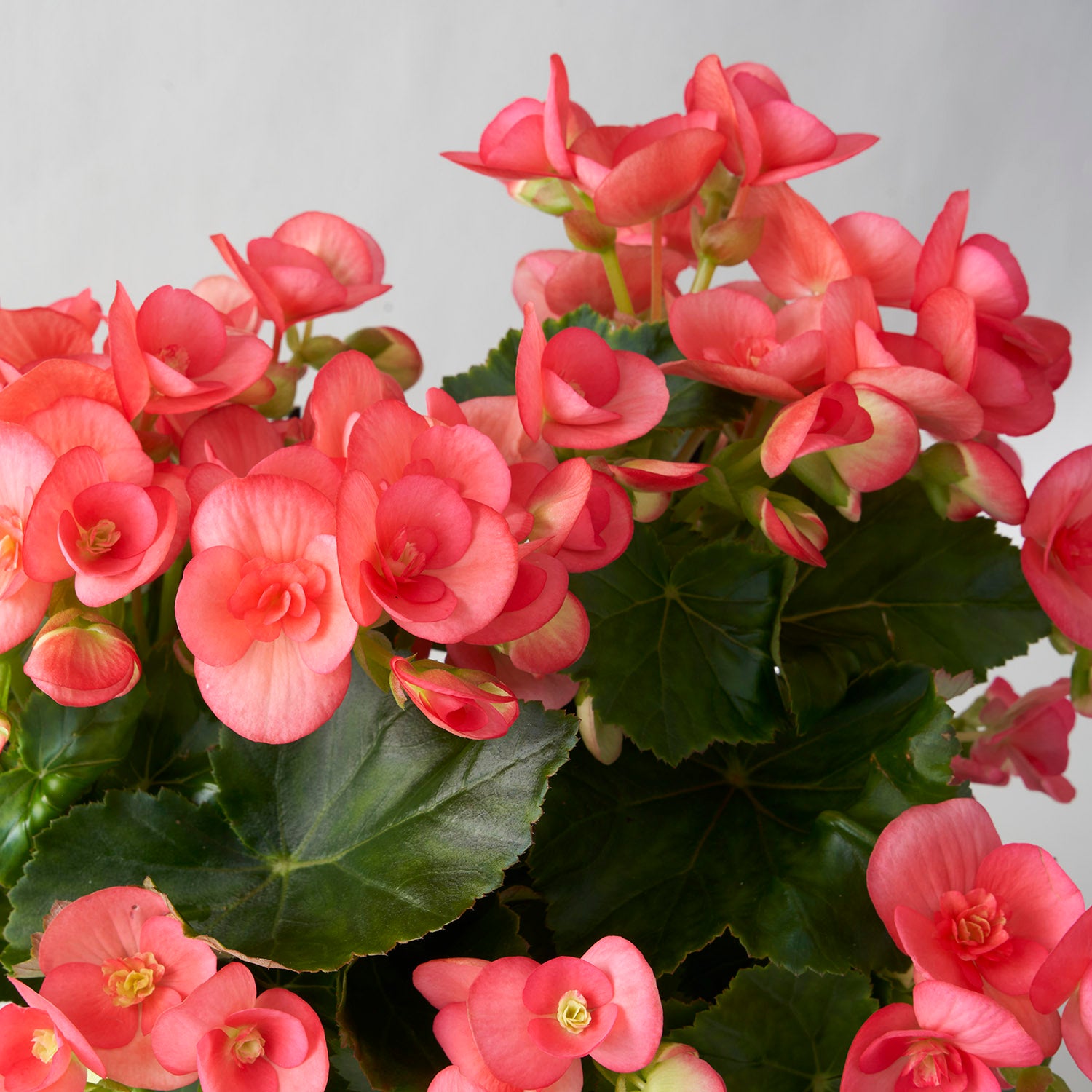 Closeup of coral pink begonia plante