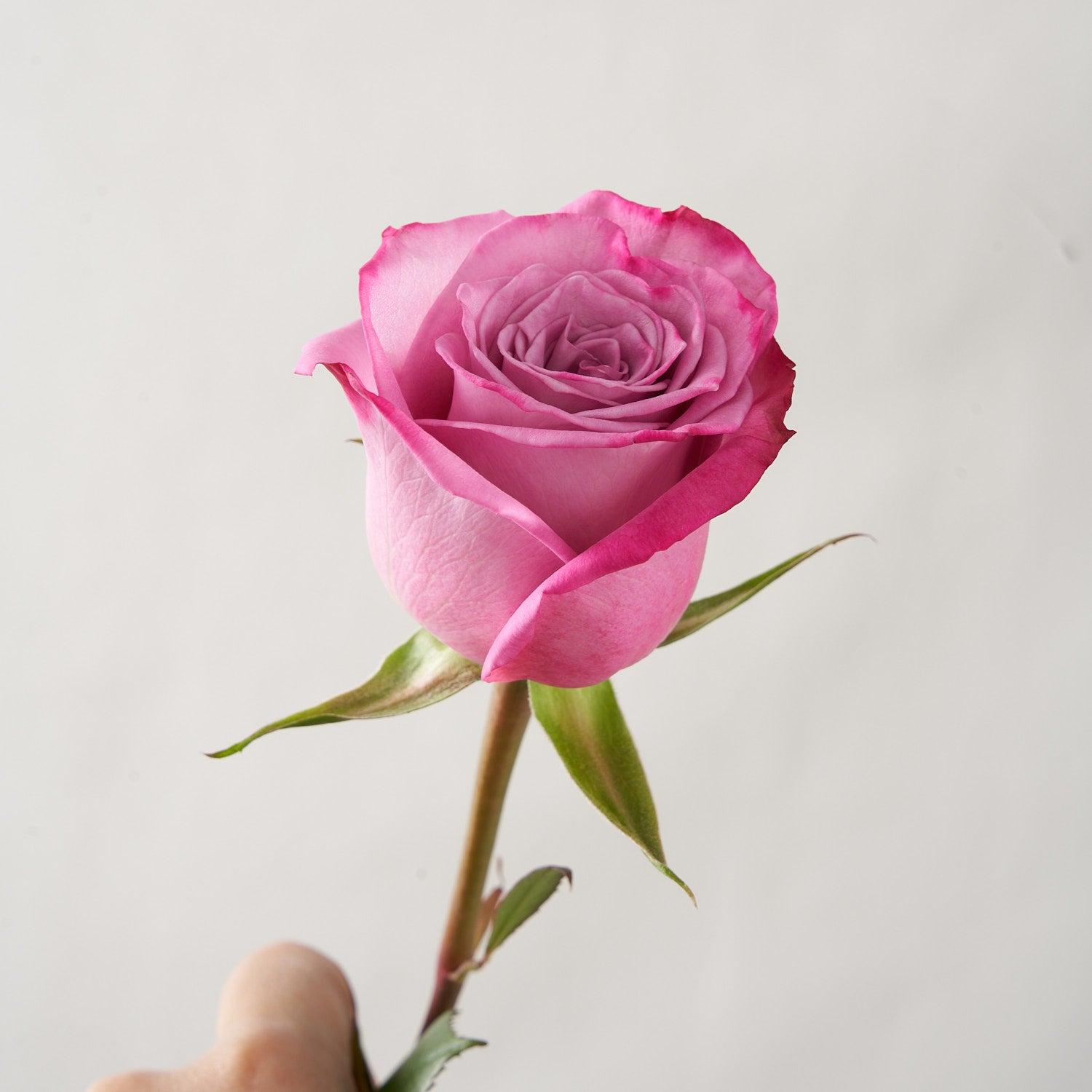 Person holding a singular cool water rose