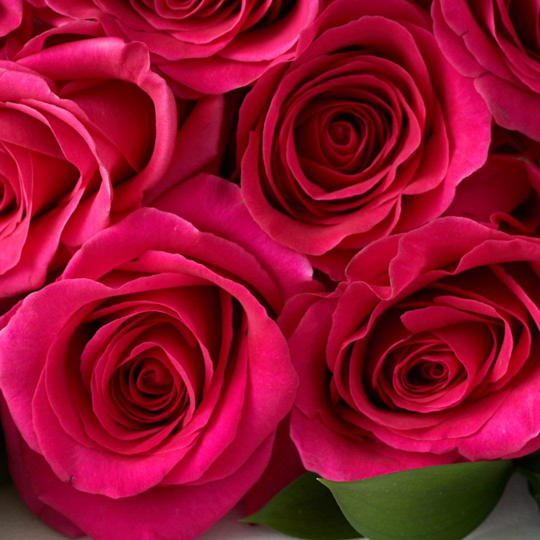 Closeup of hot pink gotcha roses.