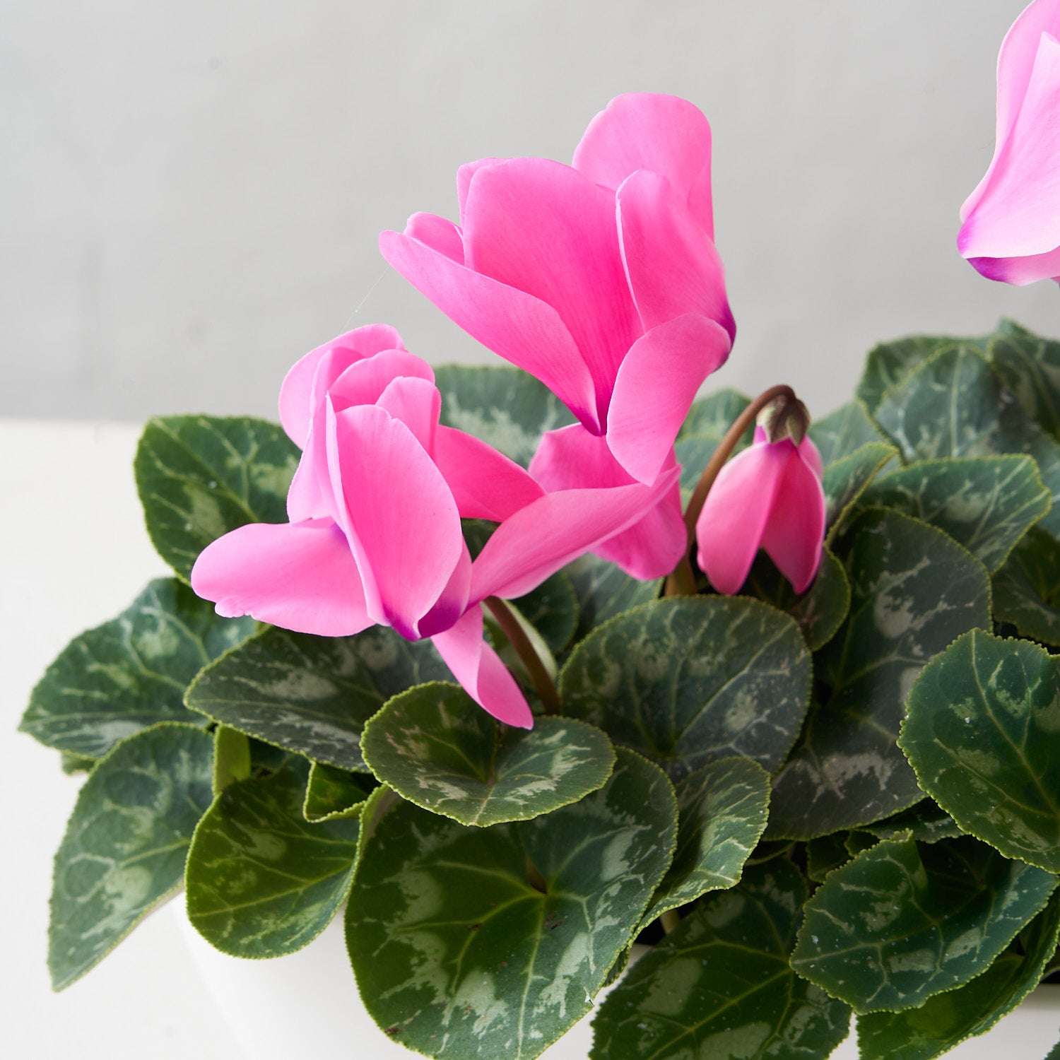 Chicago (Double Pink Cyclamen)