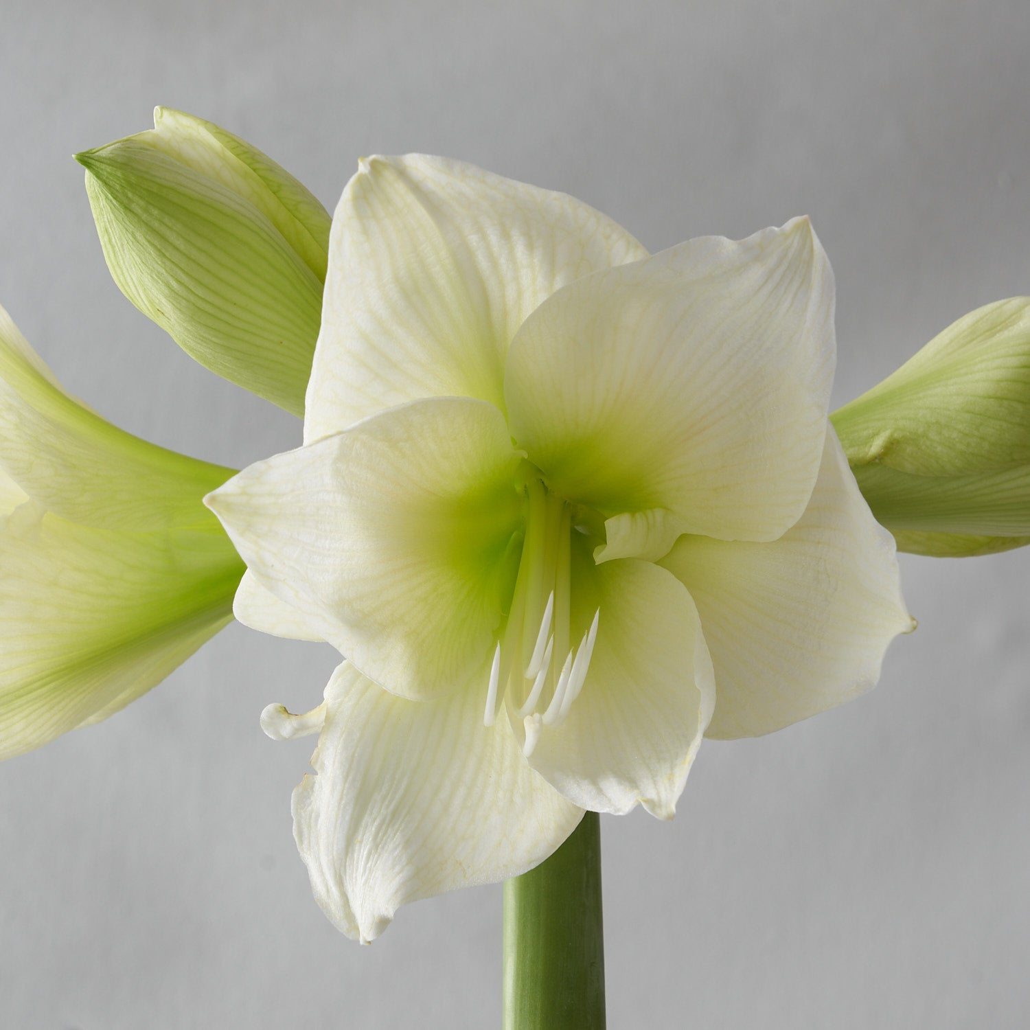 Deux bulbes amaryllis blancs dans un pot déco doré