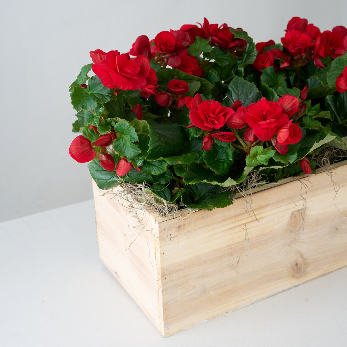 Bégonias blush dans une boîte en bois