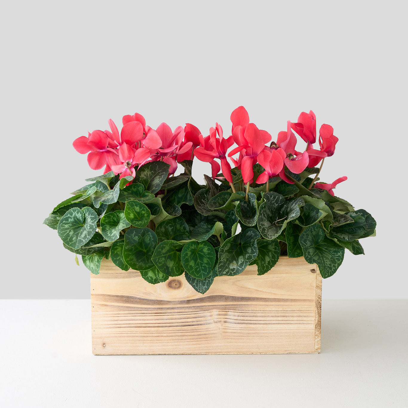 Boîte de cyclamens rouges