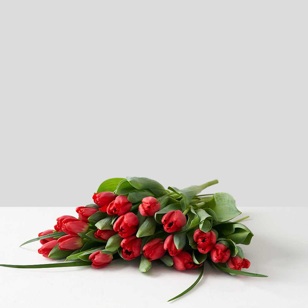 Collection of red tulips set upon a white table