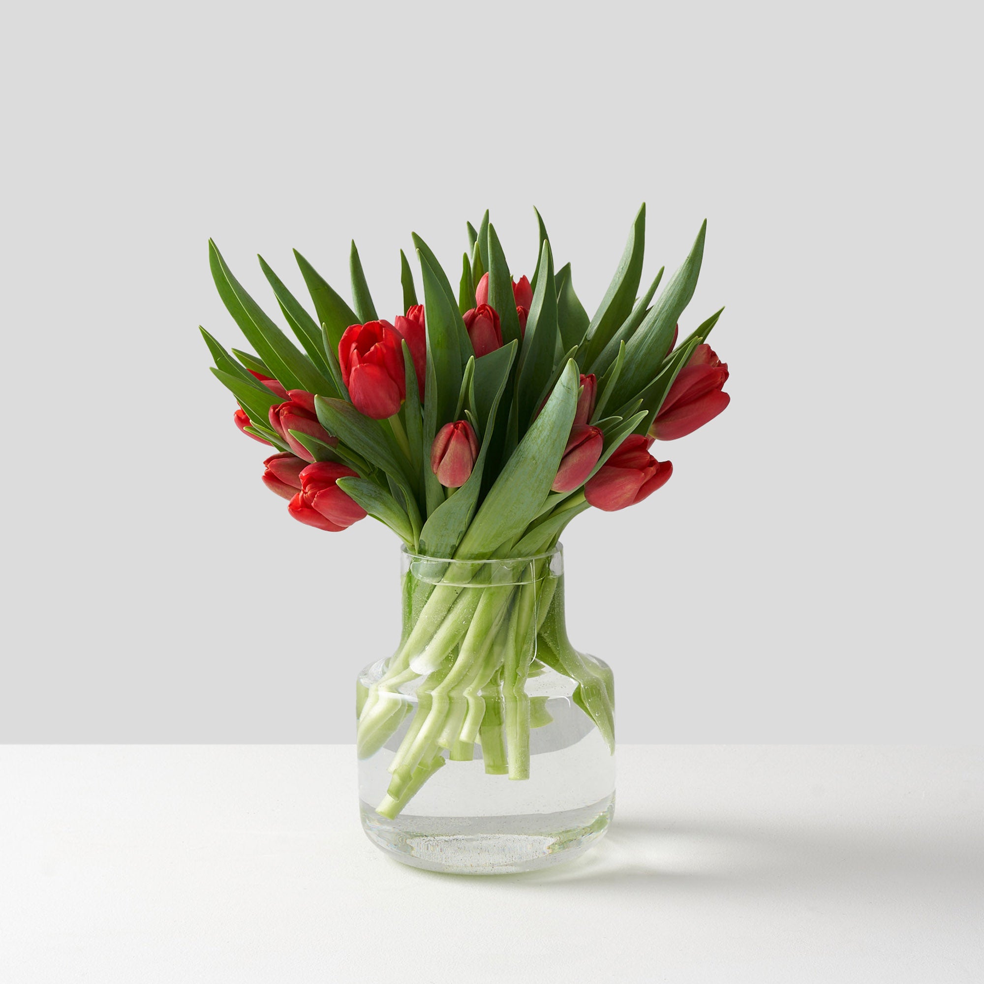 Rounded clear glass vase with a gathering of red tulips