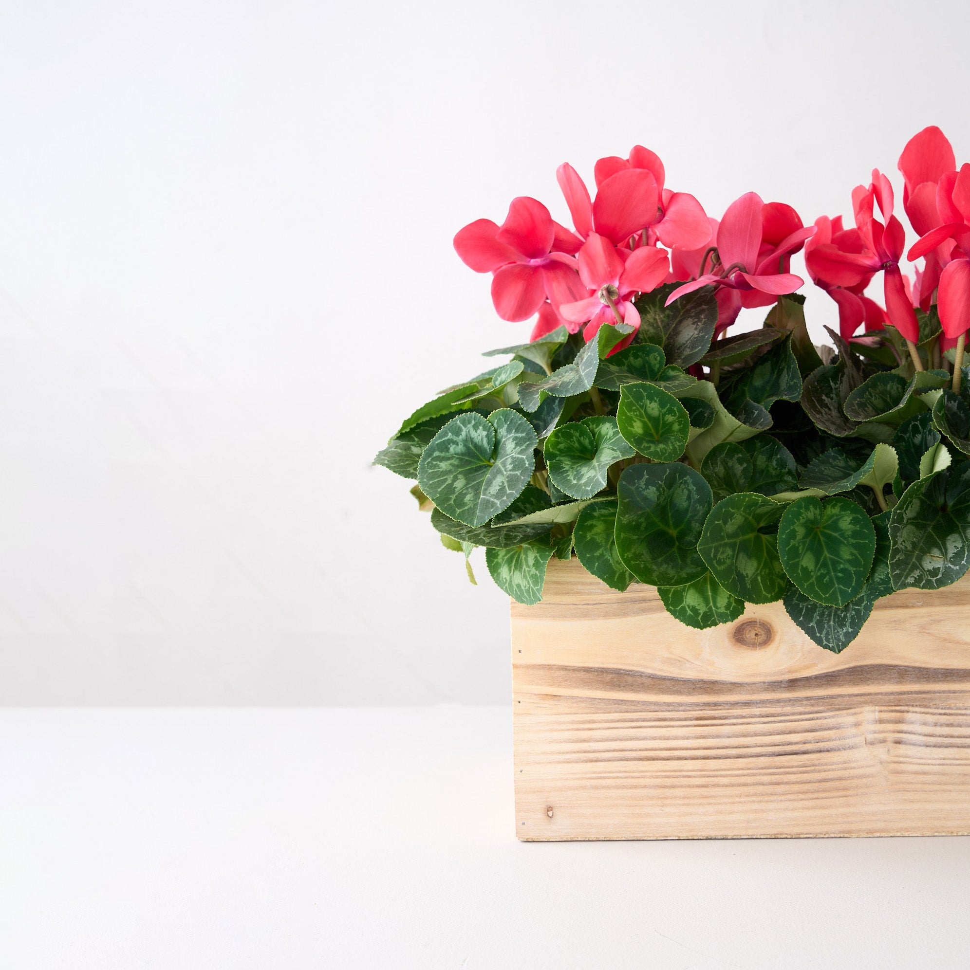 Red Cyclamens in Wooden Box