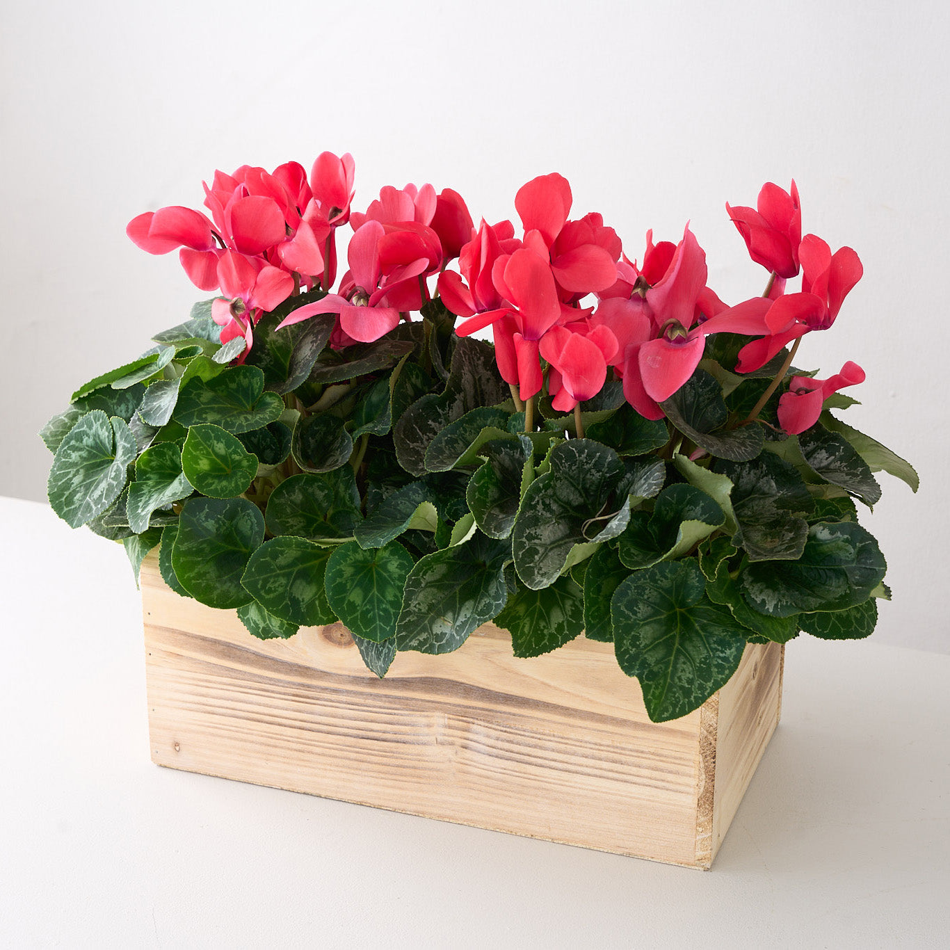 Boîte de cyclamens rouges