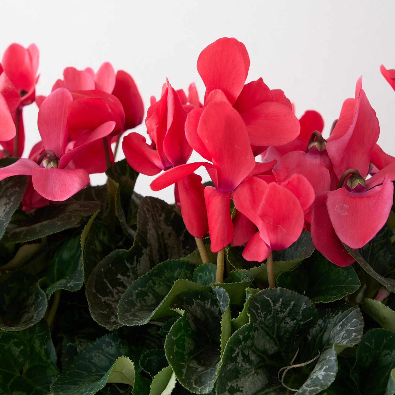 Red Cyclamens in Wooden Box