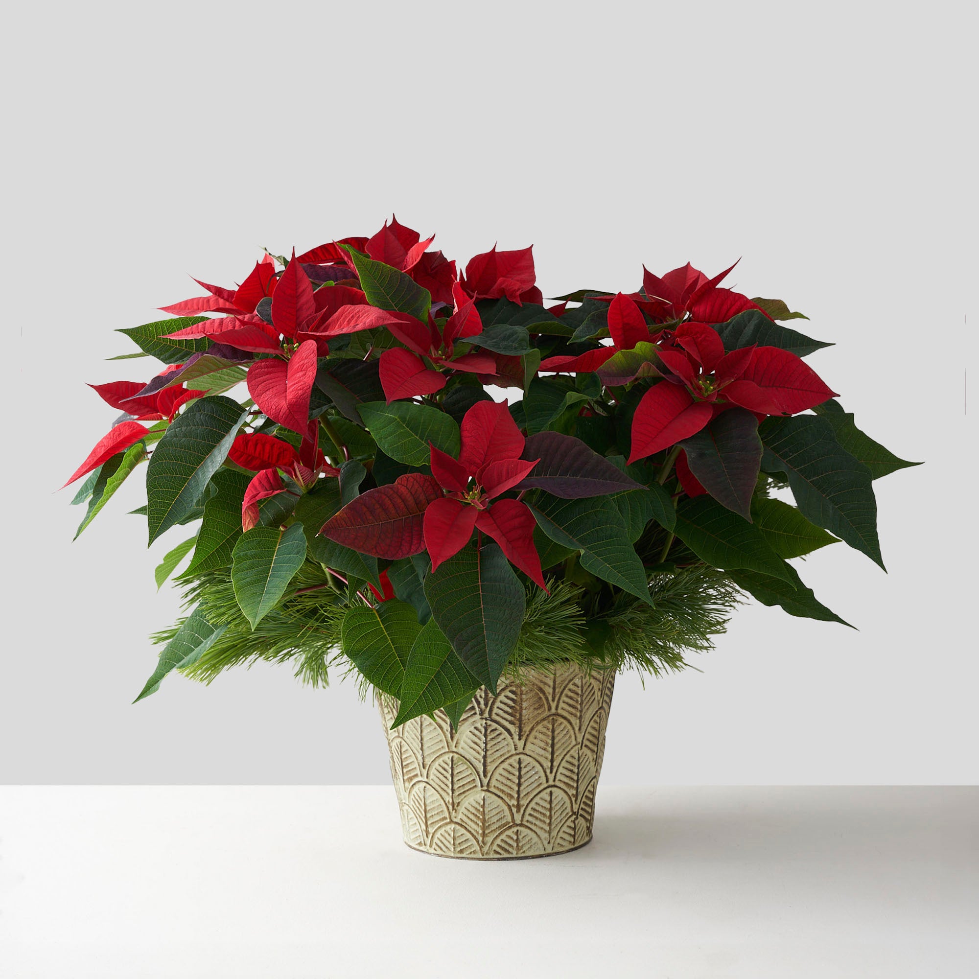 Red poinsettia in tin pot with pine boughs.