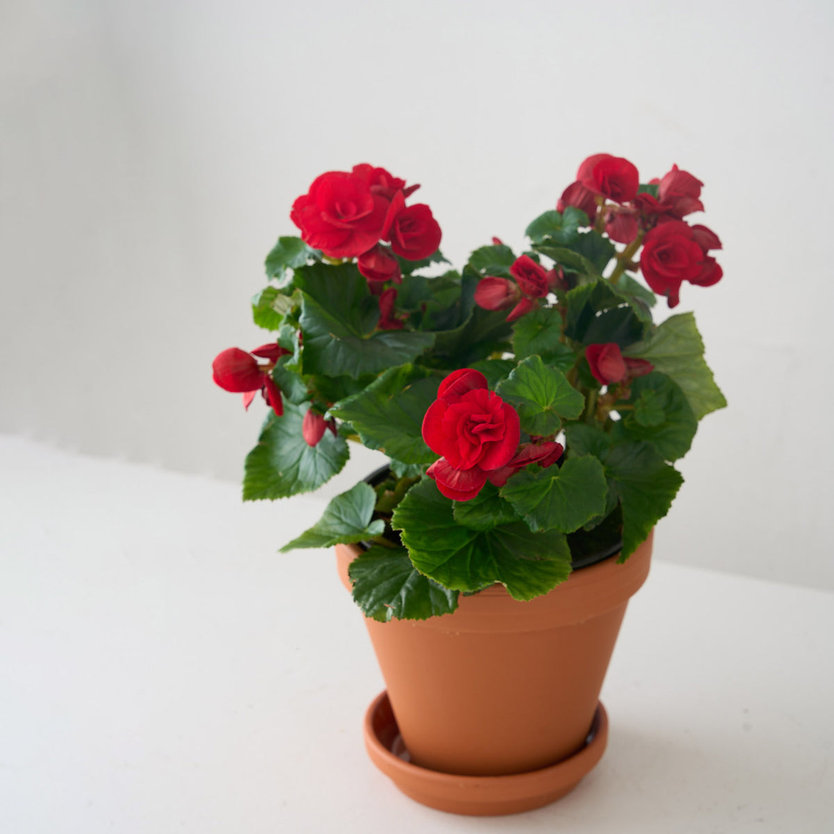 Petite Red Begonia
