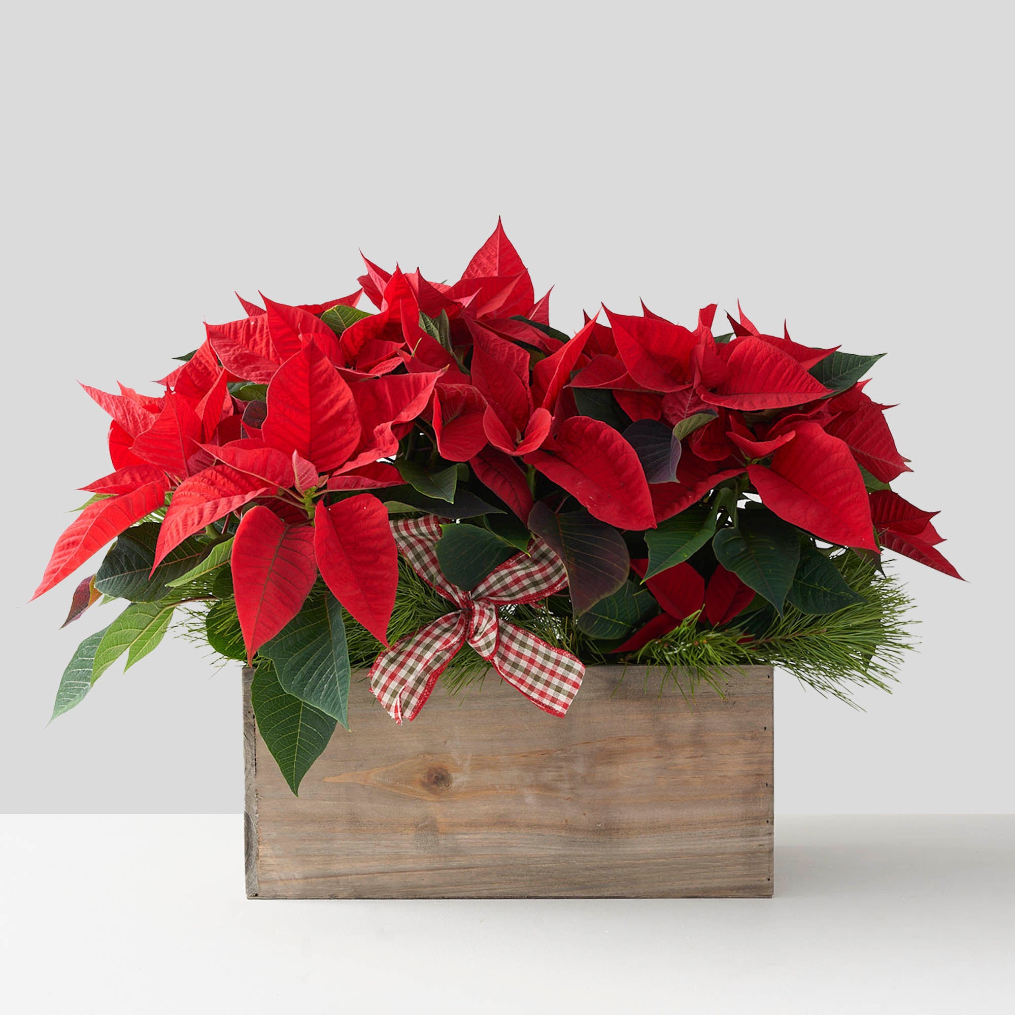 Large red poinsettia bland in wooden box with pine boughs and red and green plaid ribbon.