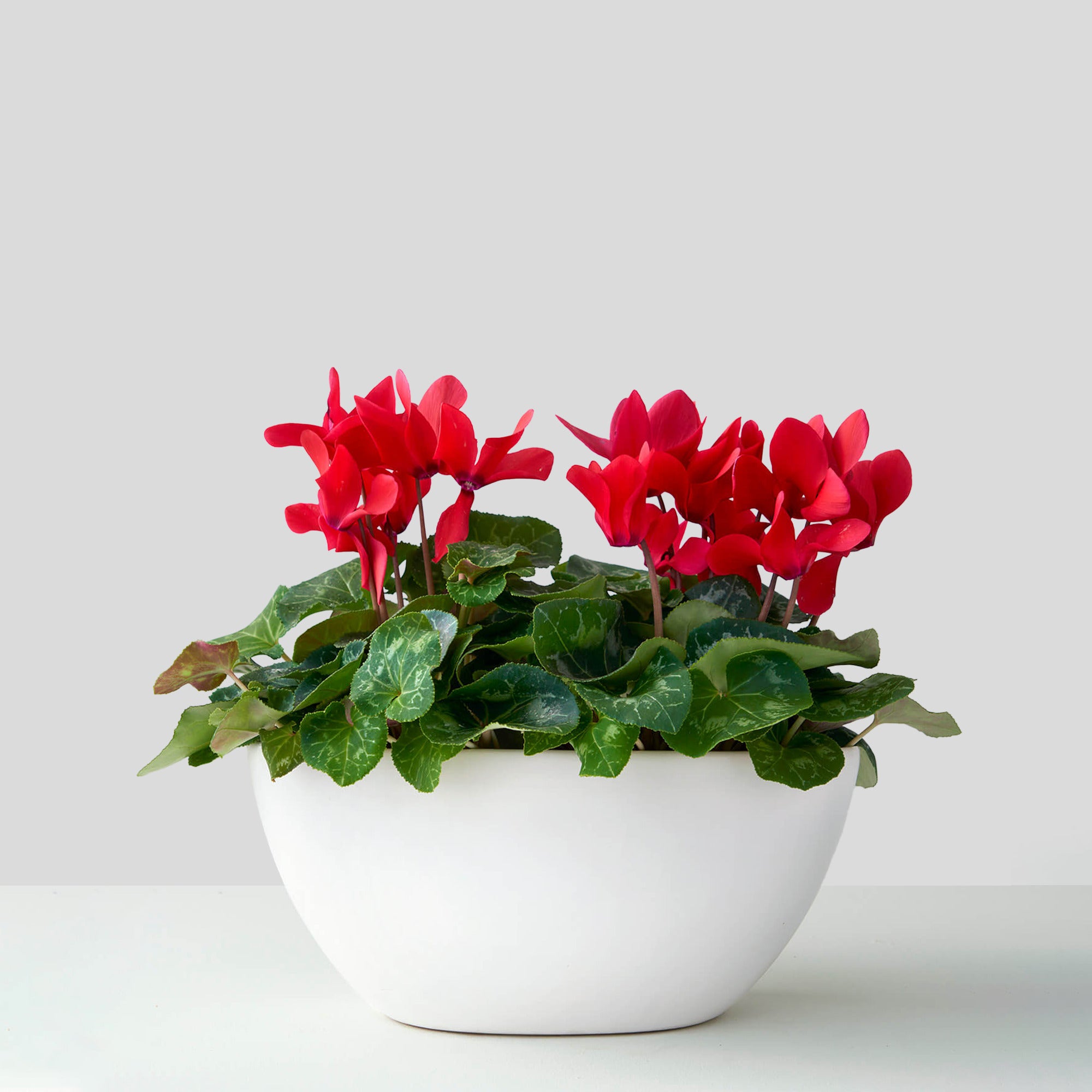 Reno (cyclamen rouge double)