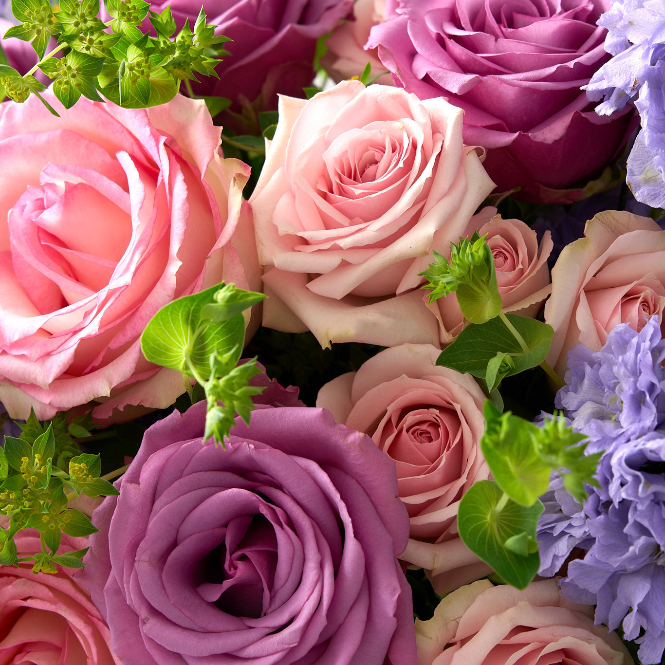 soft pink spray roses, green Bupleurum, lavender delphinium, Piacere roses, and Esperance Arranged in a round-bottom vase