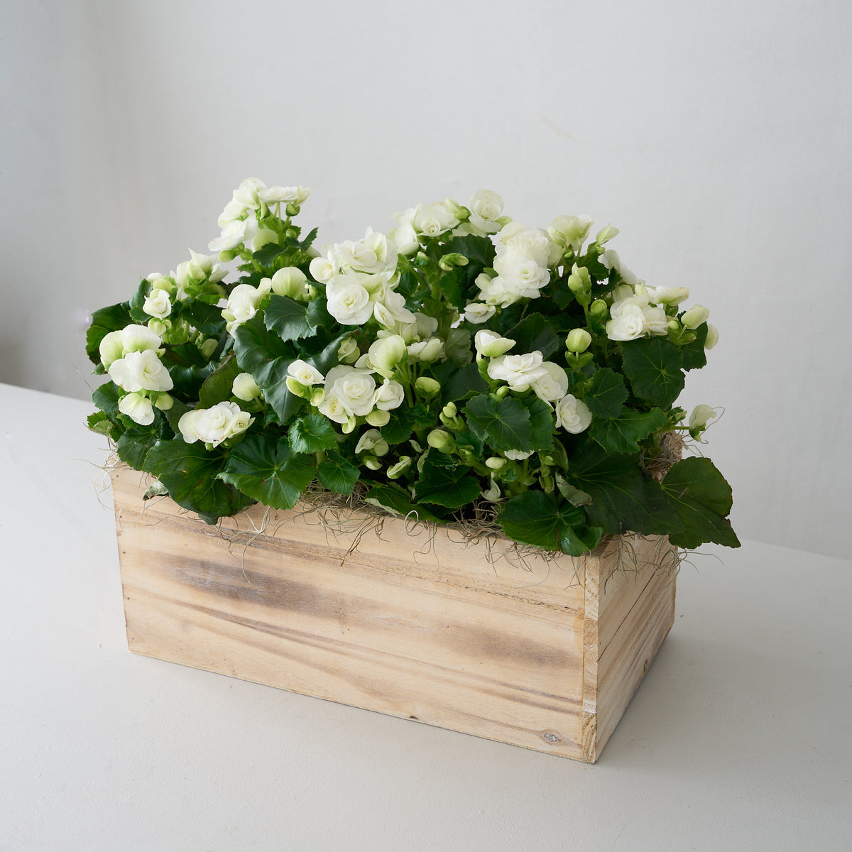 Bégonia blanc dans une boîte en bois