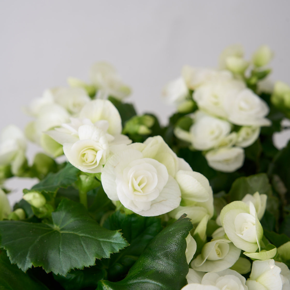 Bégonia blanc dans une boîte en bois