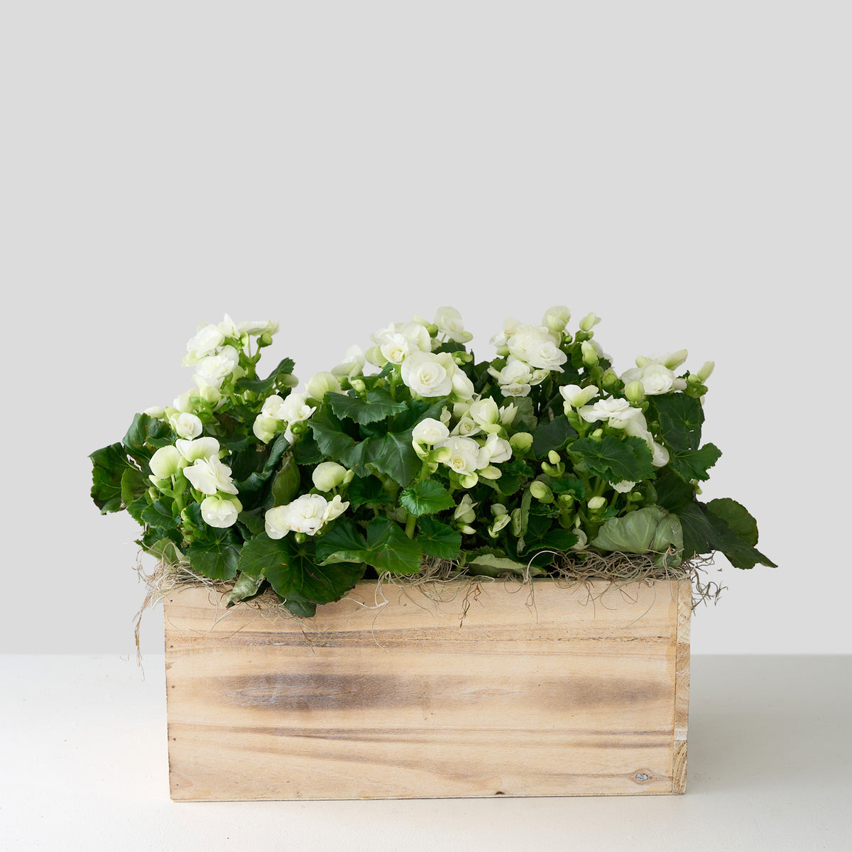 Bégonia blanc dans une boîte en bois