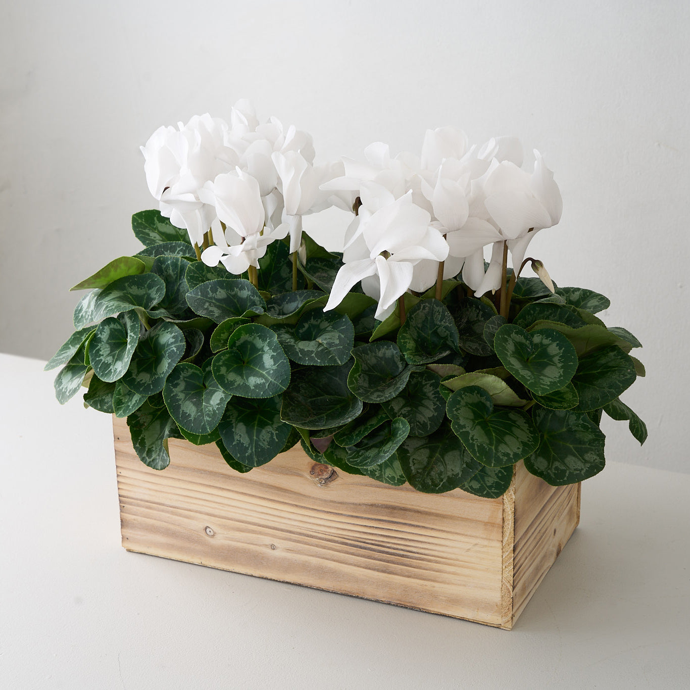 White Cyclamens in Wooden Box