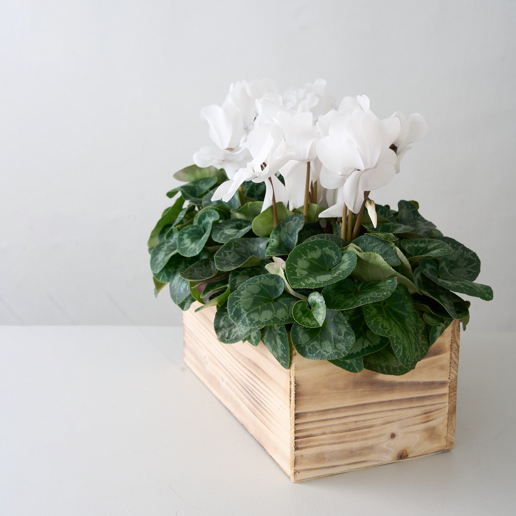 White Cyclamens in Wooden Box