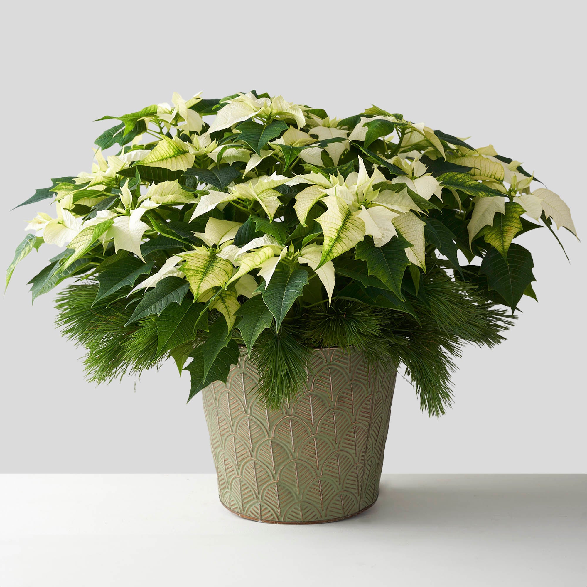Large white poinsettia in tin pot with pine boughs.