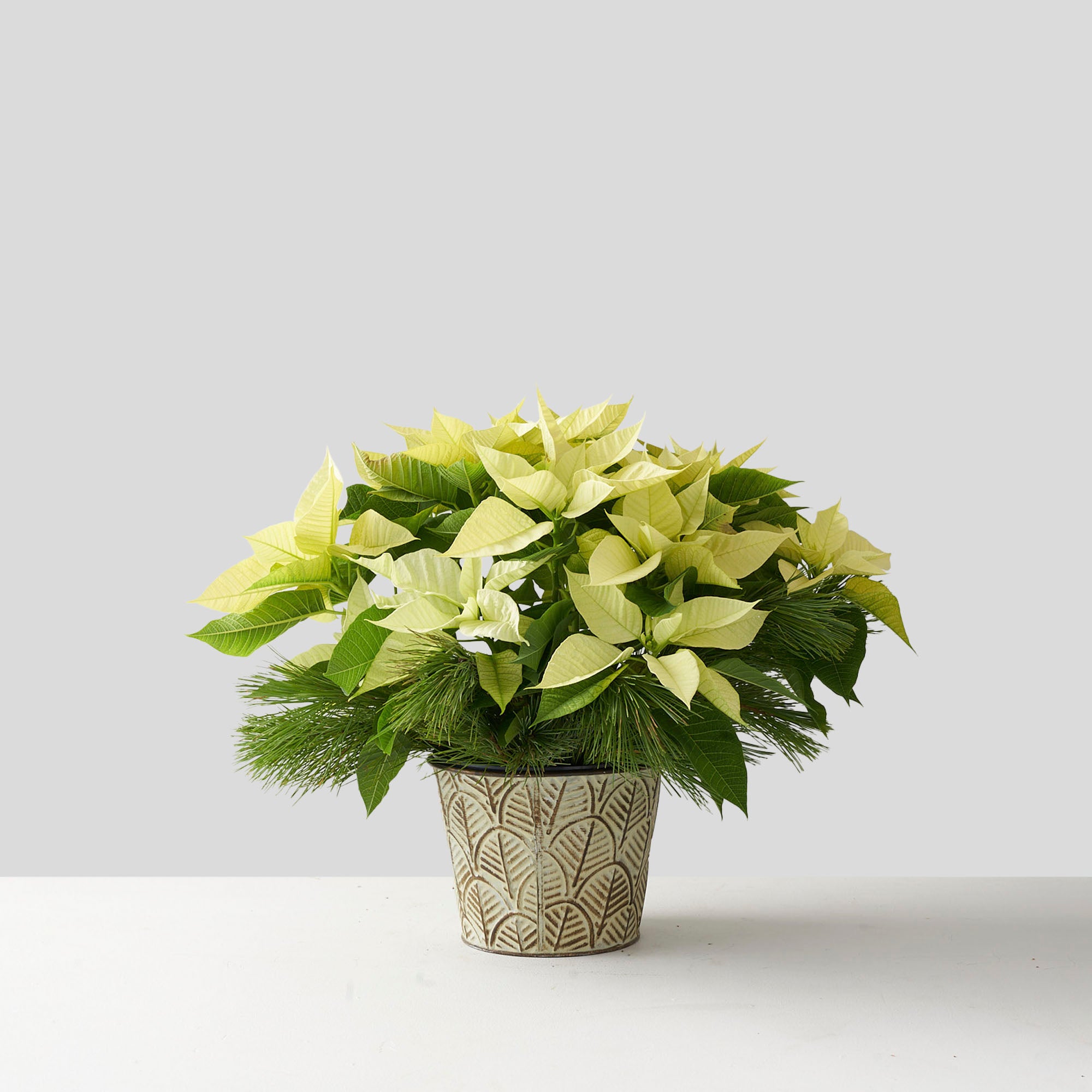White poinsettia in tin pot with pine boughs.