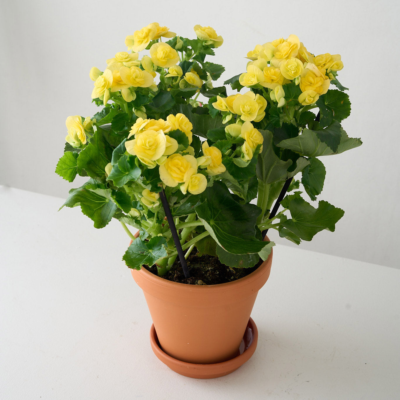 Petite Yellow Begonia
