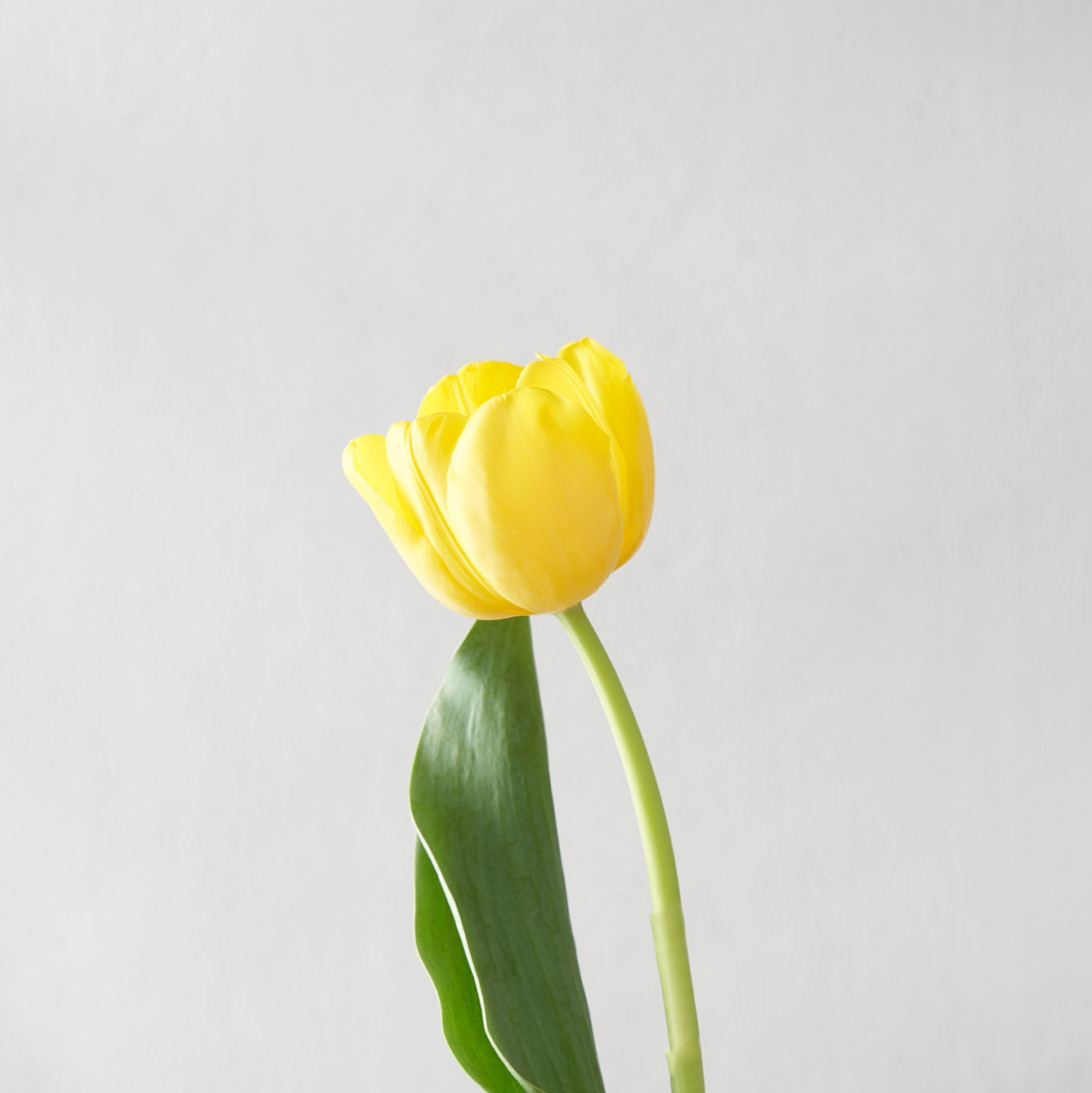Single stem of a yellow tulip