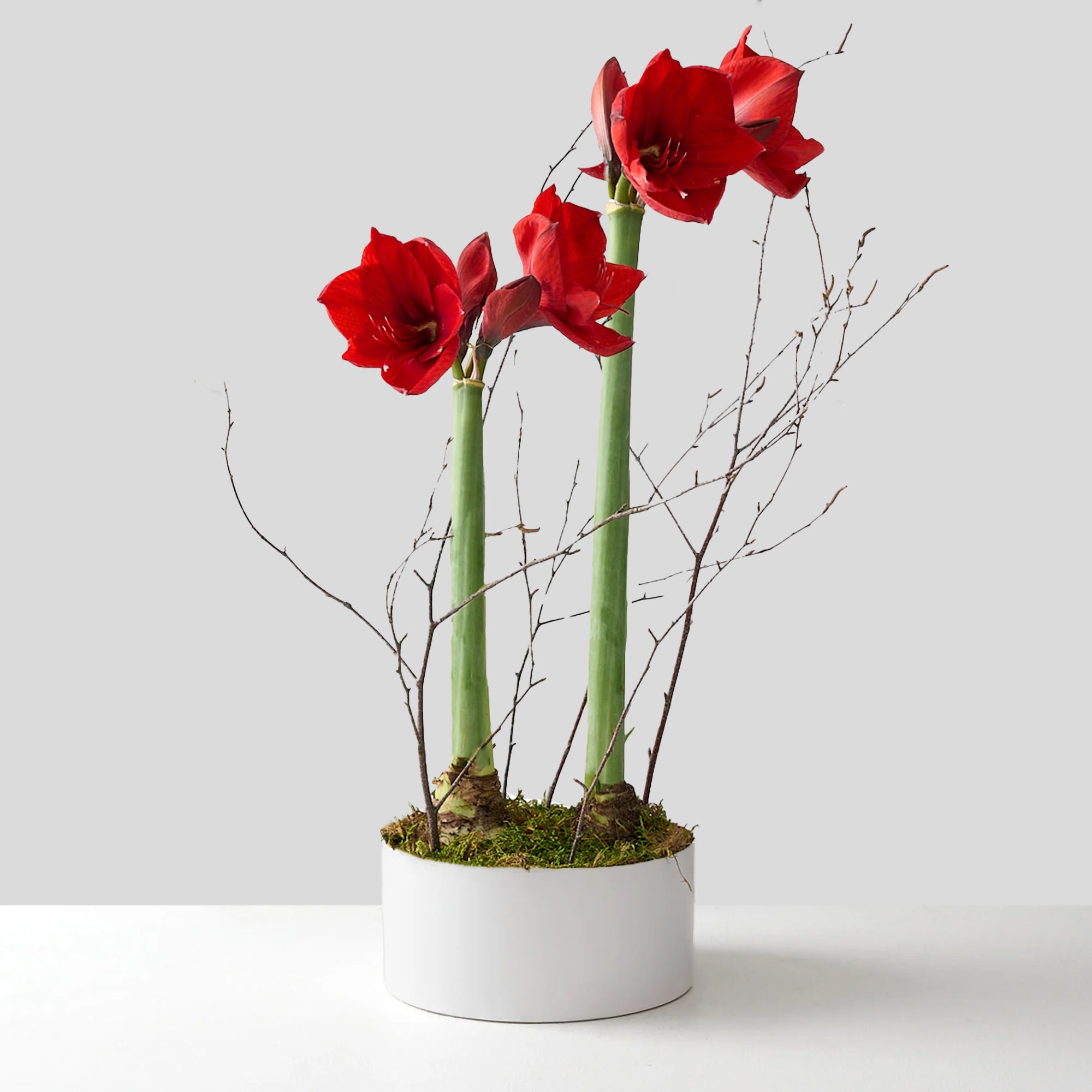 Two Red Amaryllis Bulbs in White Ceramic