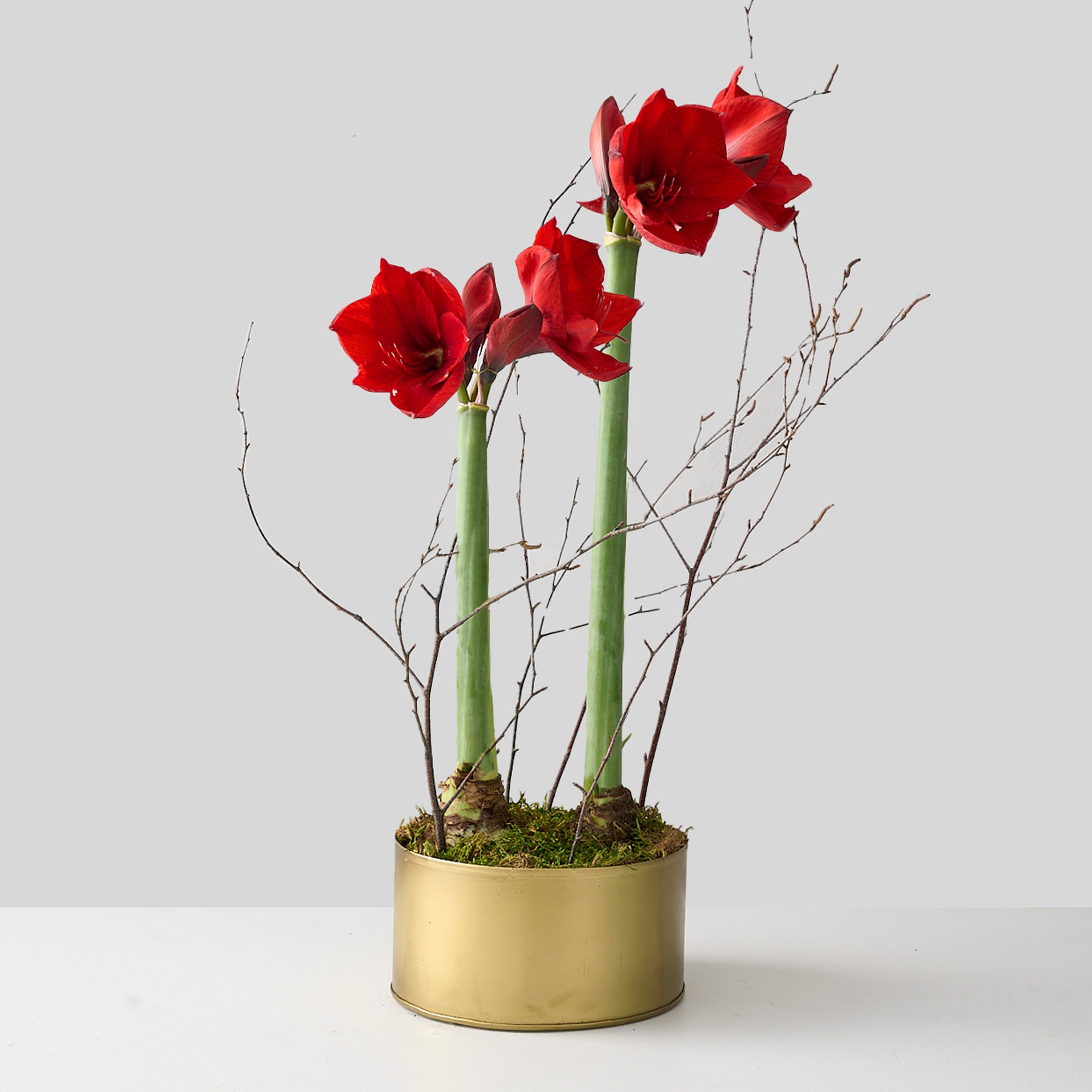 two red amaryllis bulbs in bloom in a gold pot with birch branches