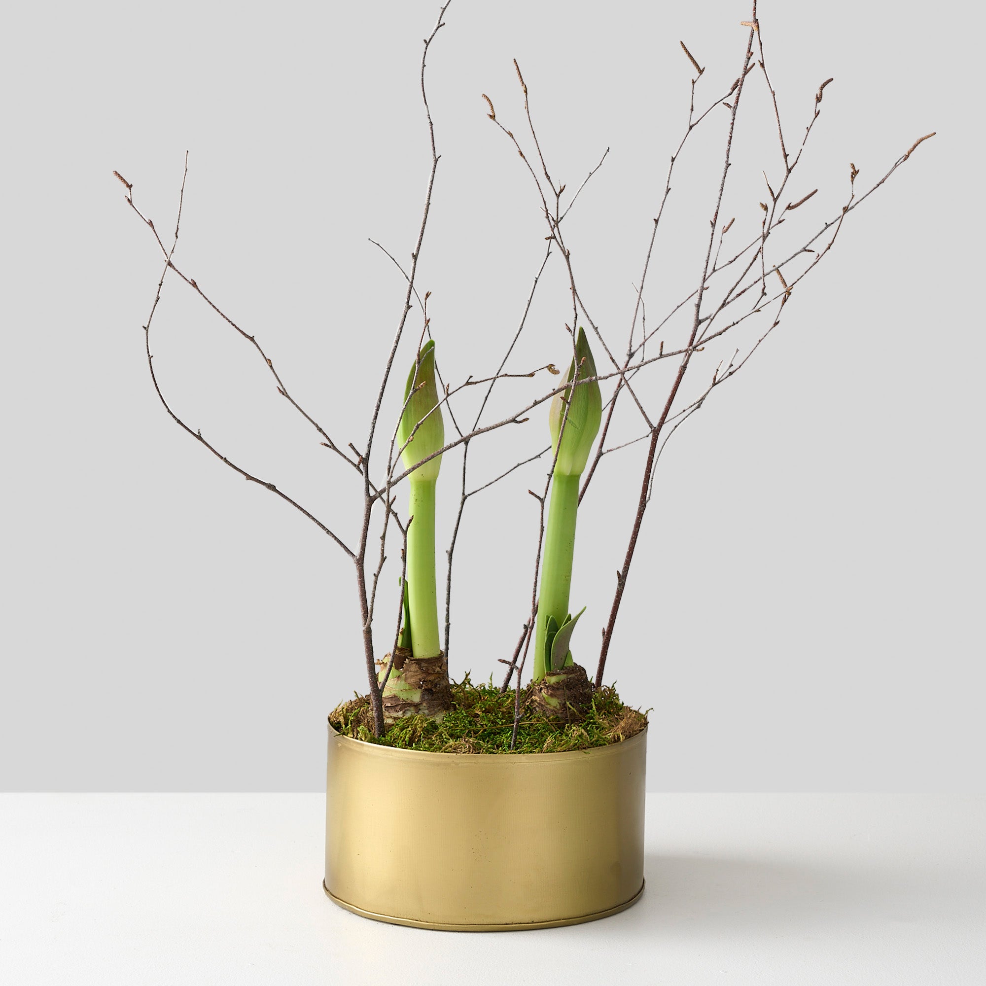two amaryllis bulbs 4" tall in a gold post with moss and birch branches