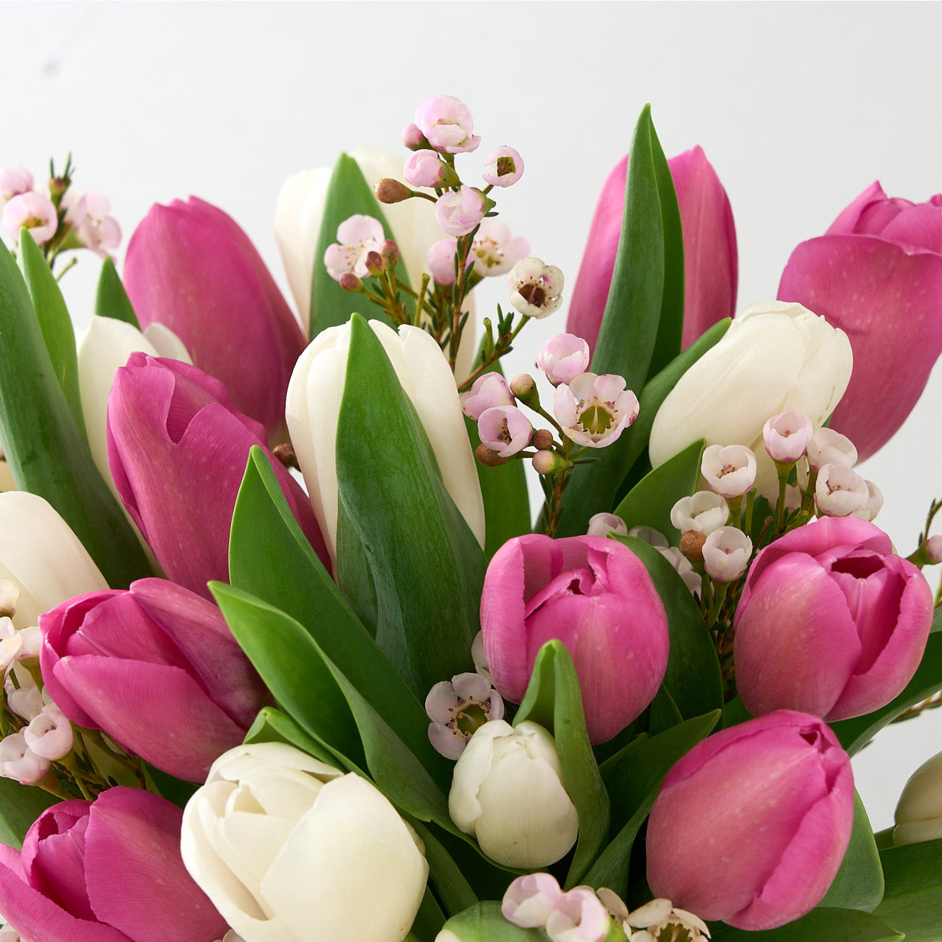 pink and white tulips with small white-pink wax flowers