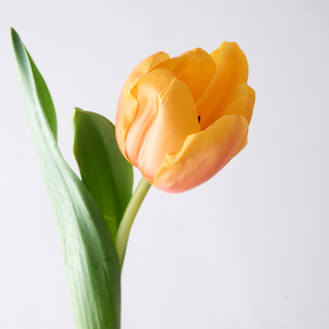 Ainslie (Arranged Apricot Tulips)